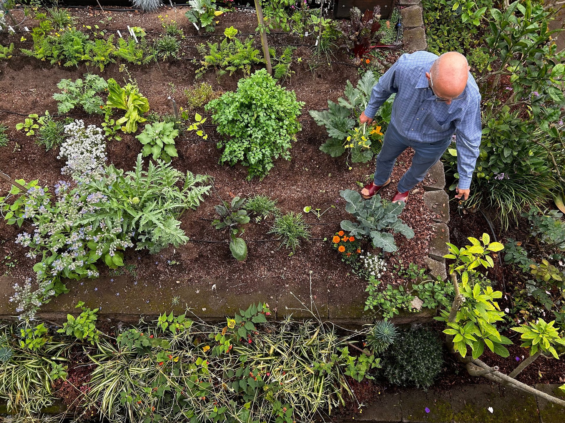 green watering can in green house