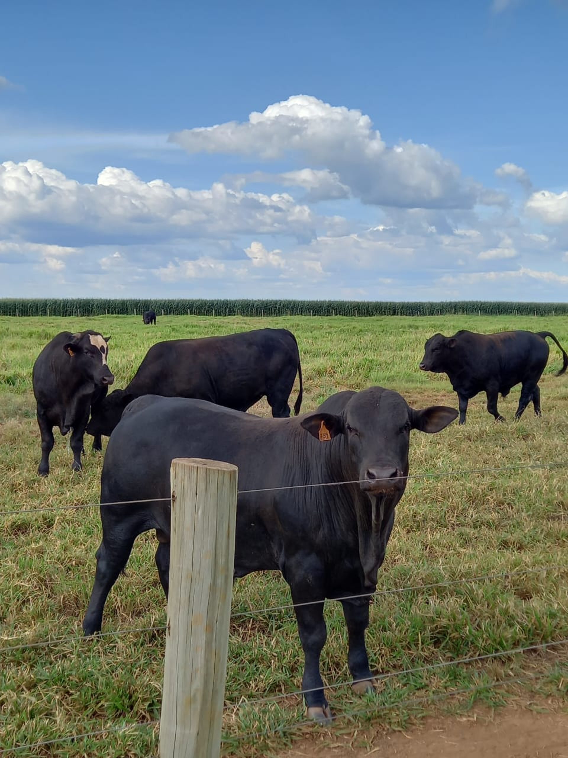 gray computer monitor