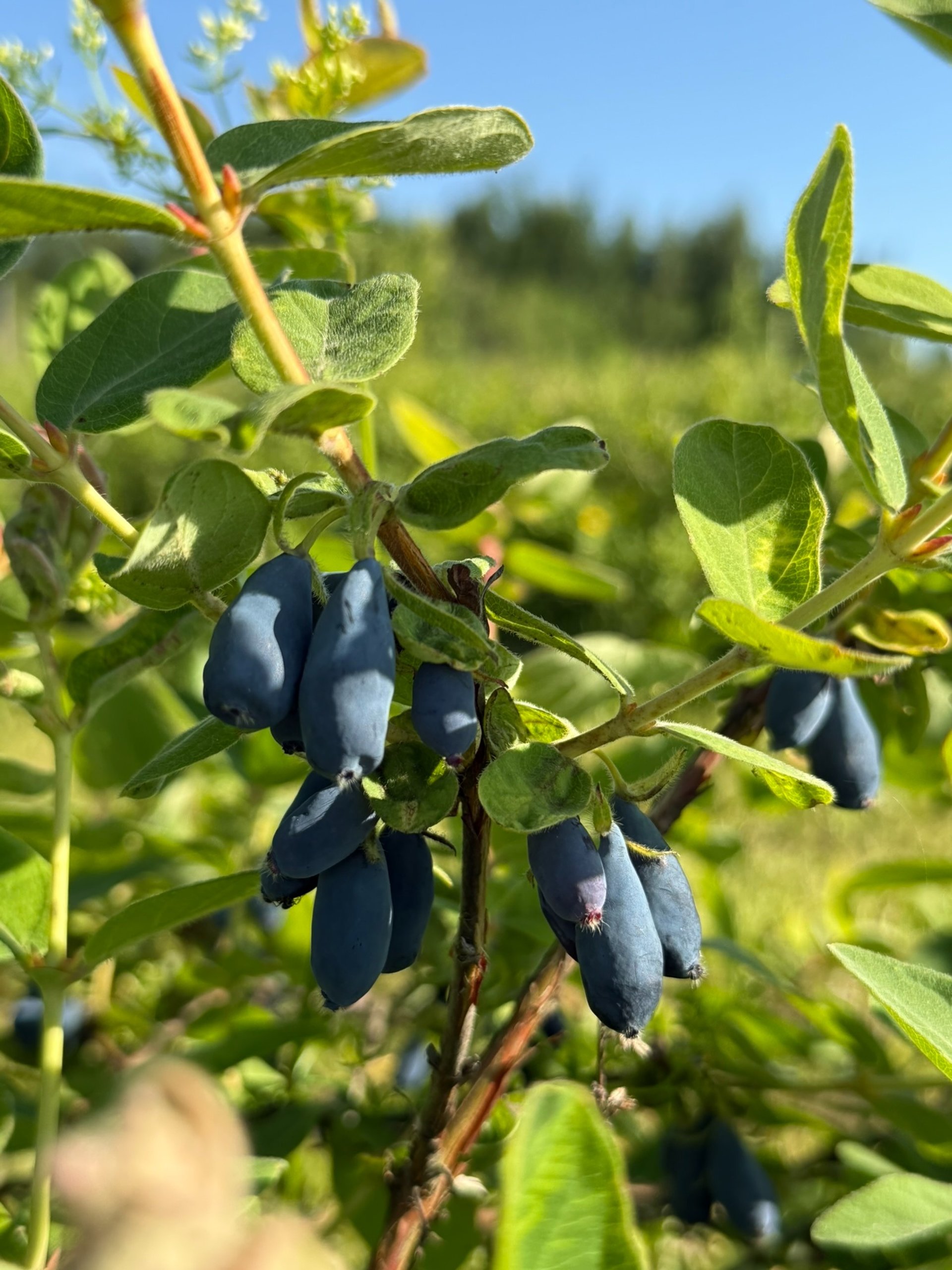 woman holding dried flower