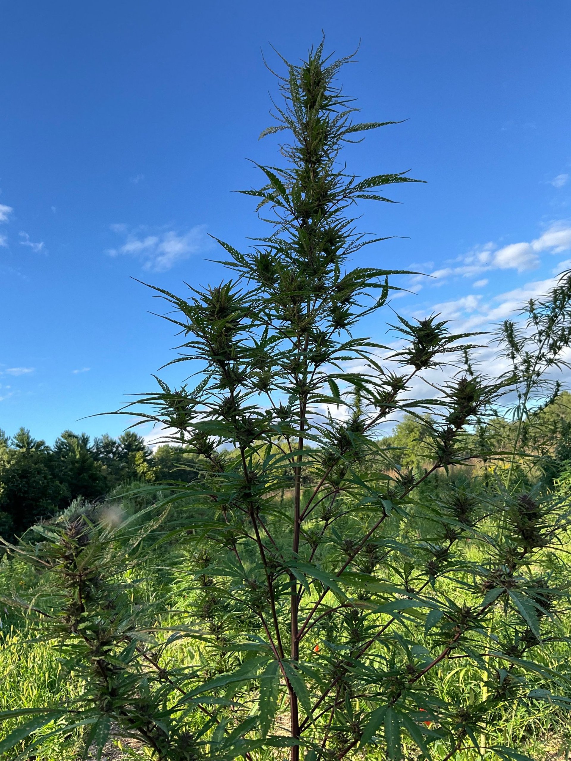 woman wearing yellow long-sleeved dress under white clouds and blue sky during daytime