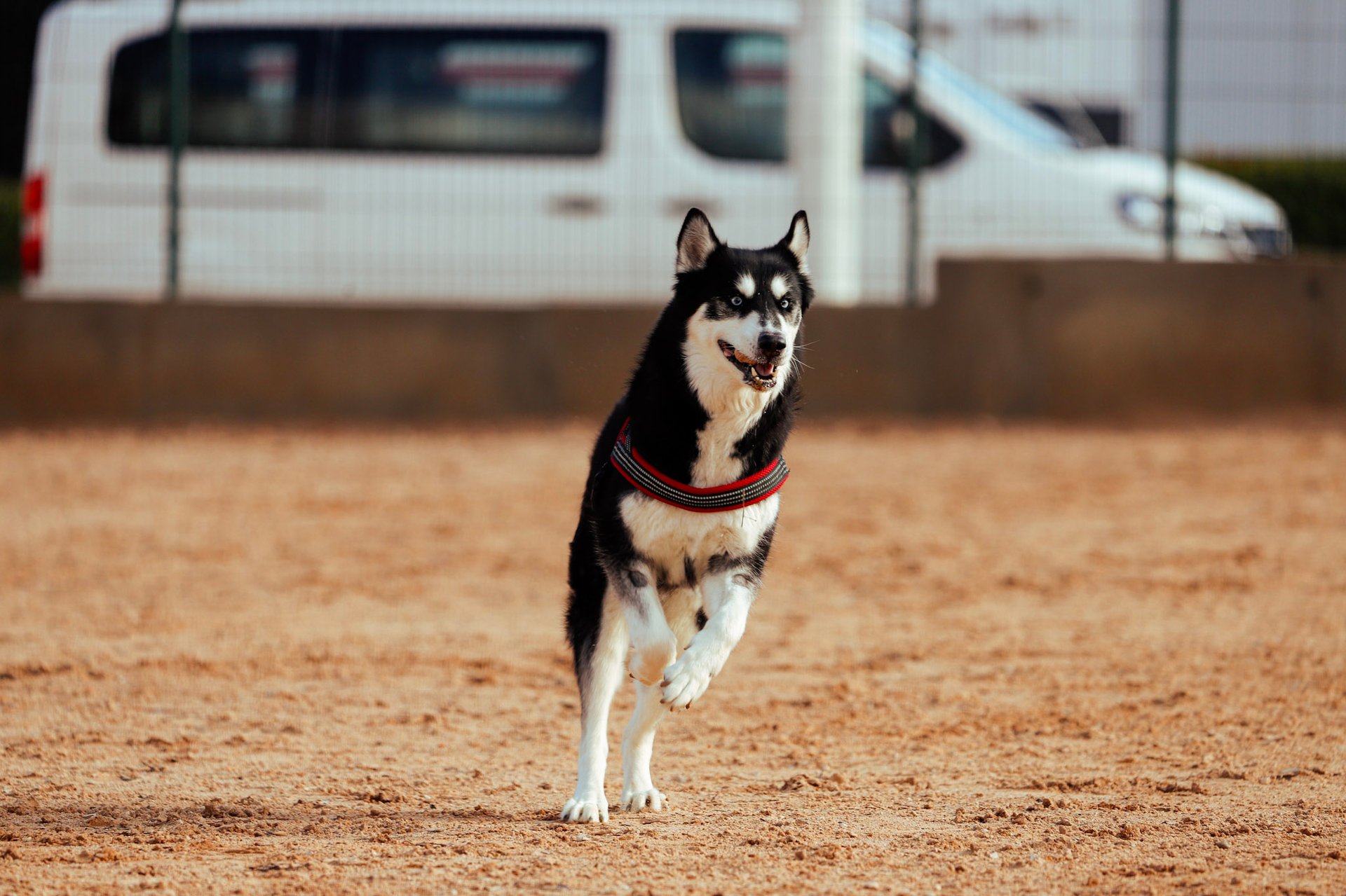 black and white bed linen