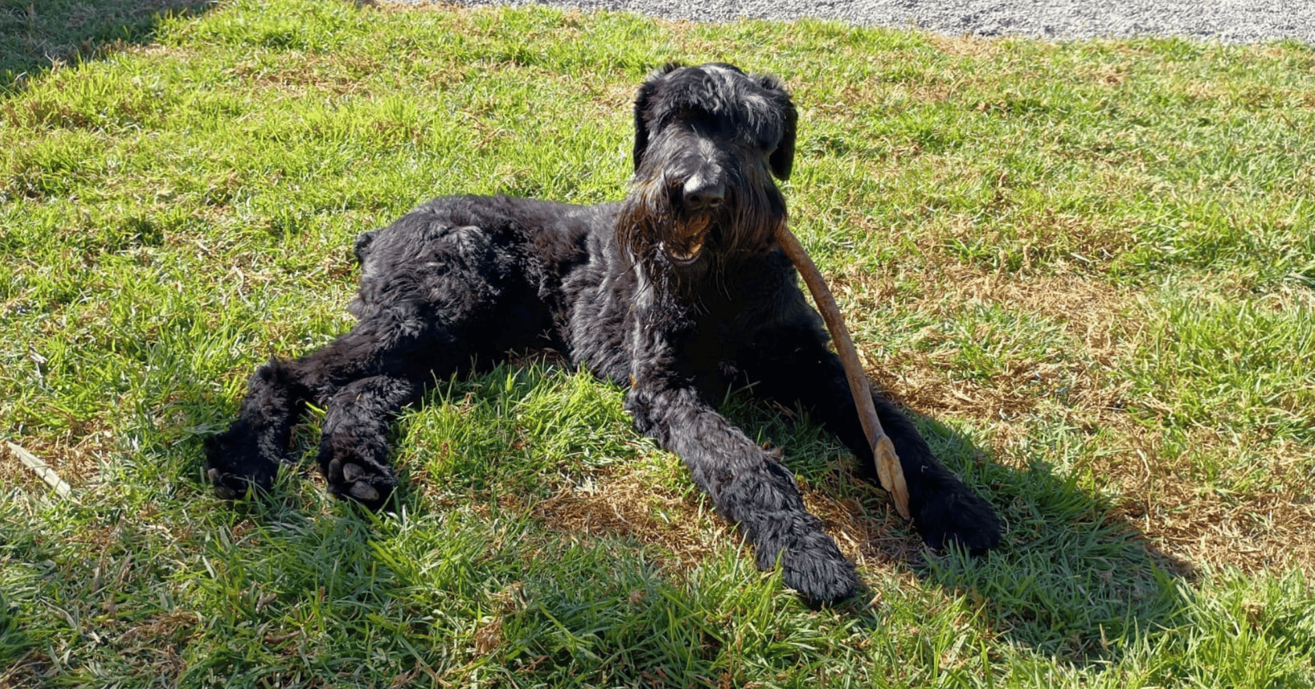 perro lanudo descansando tomando el sol jugando con un palo de madera