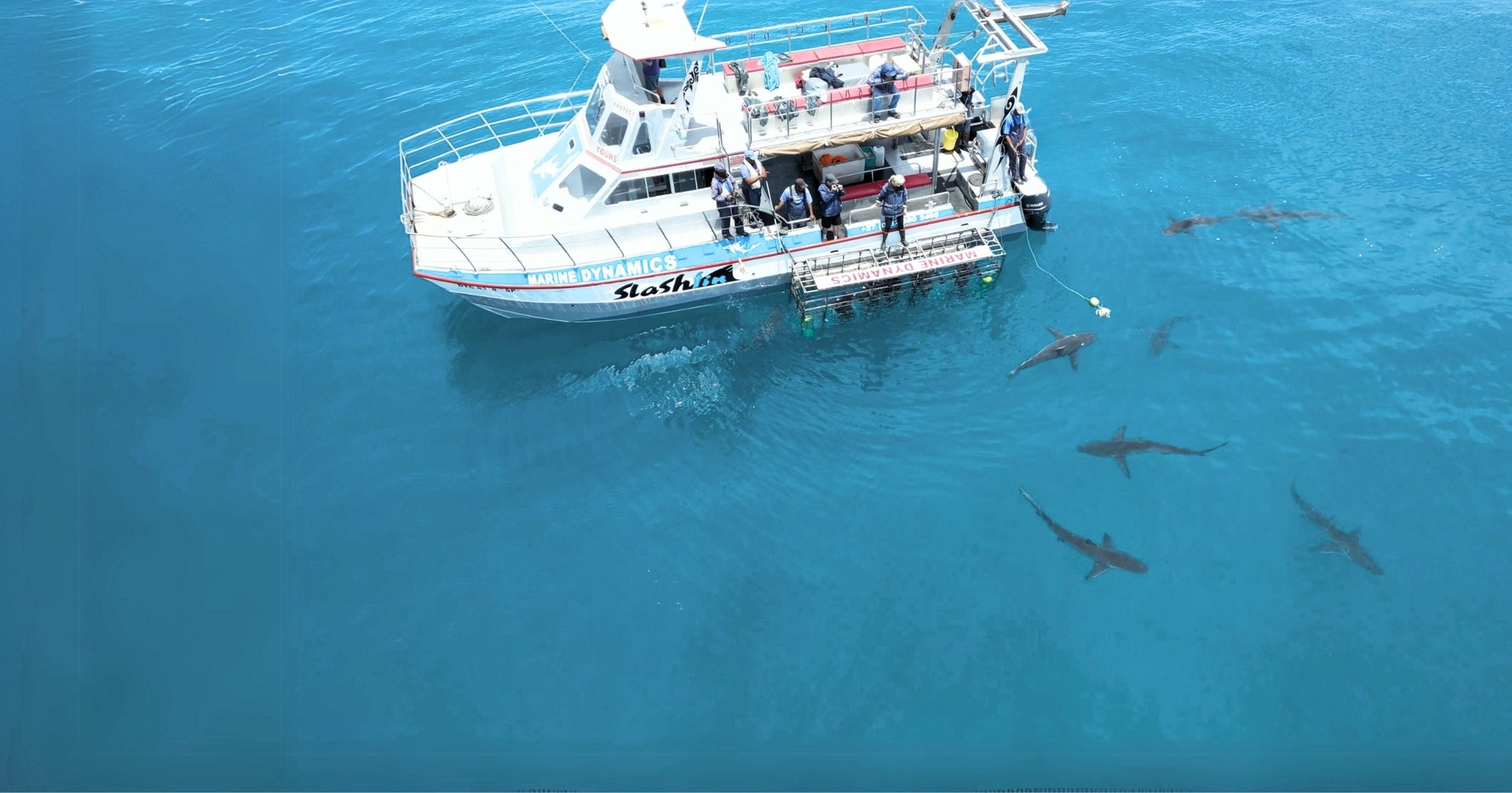 Shark Cage Diving Activities at White Shark Guest House in Gansbaai