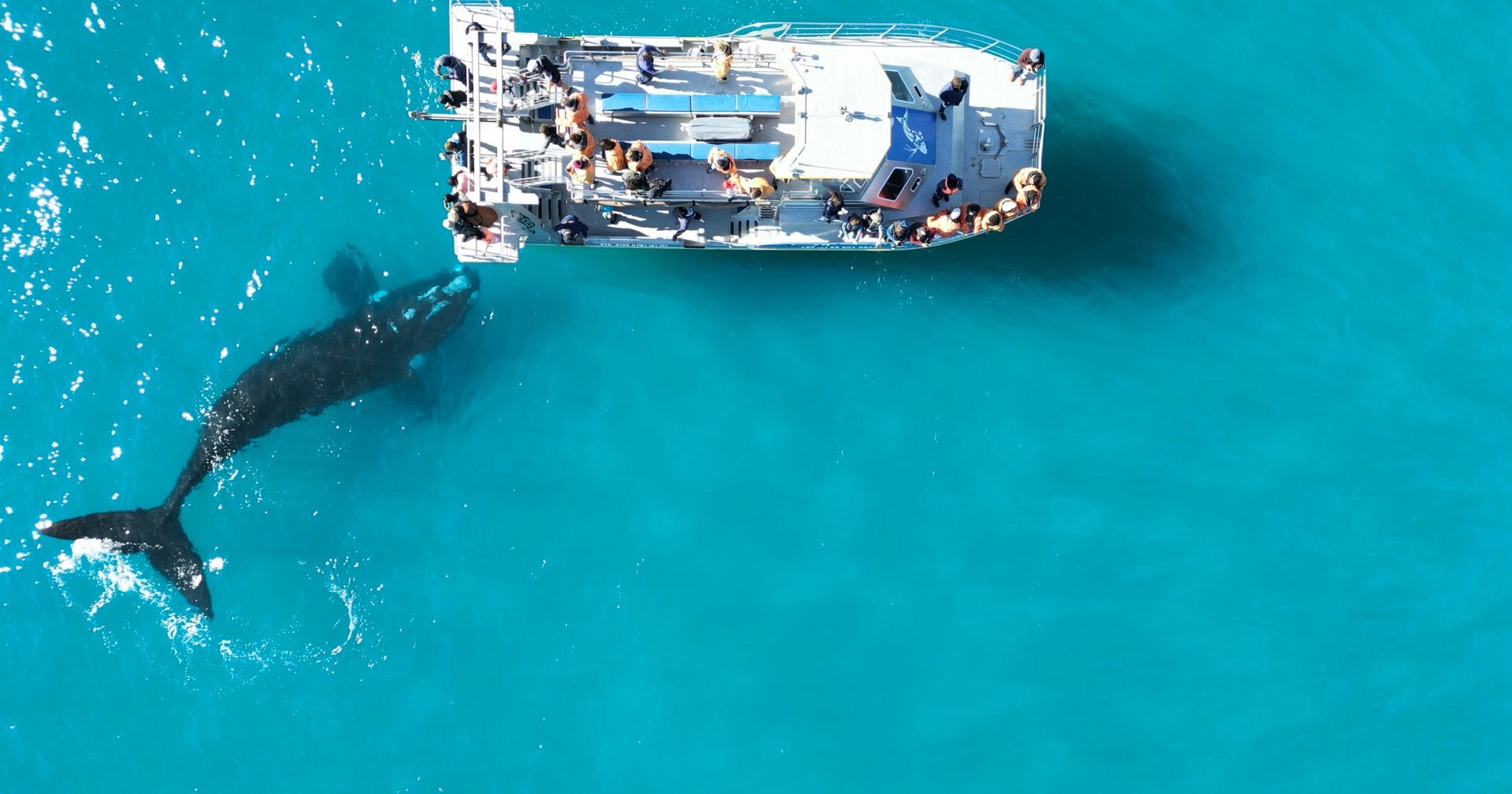 Whale Watching Activities at White Shark Guest House in Gansbaai