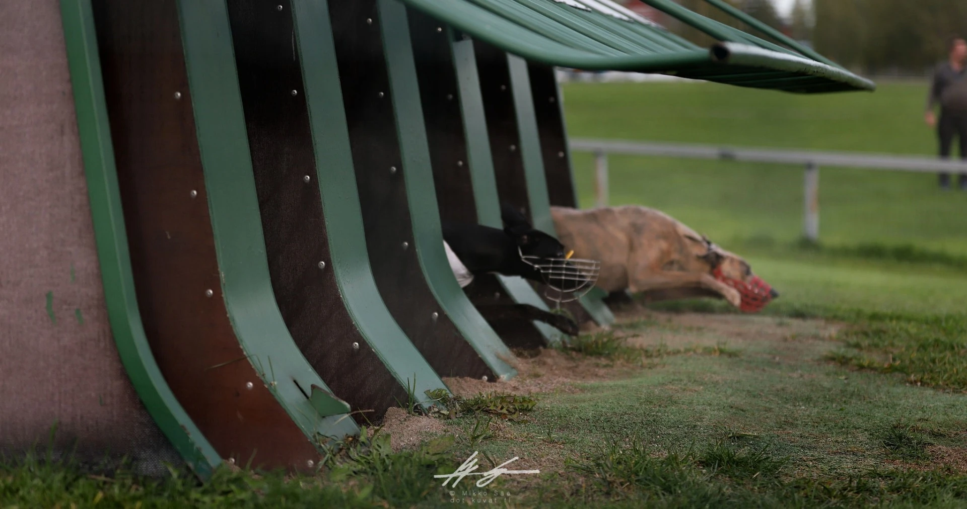 whippets start box kuva: Mikko Säe