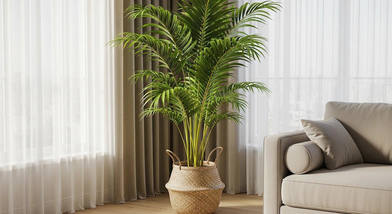 Hermosa planta Palma Areca