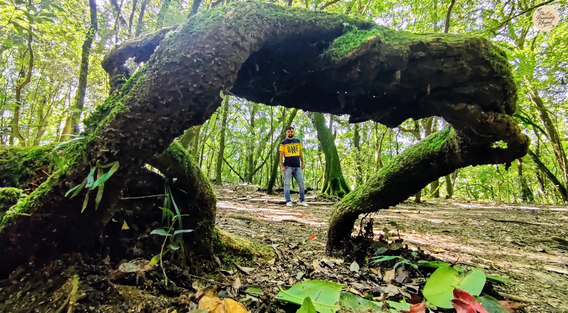 Framed by a moss-laden tree - Mawphlang Sacred Grove, Meghalaya's green mystery.