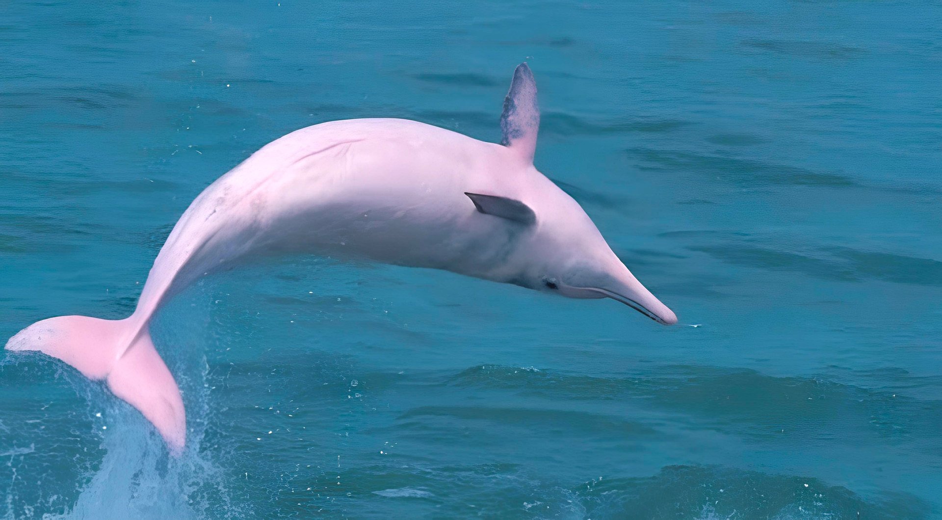 pink dolphin tour samui