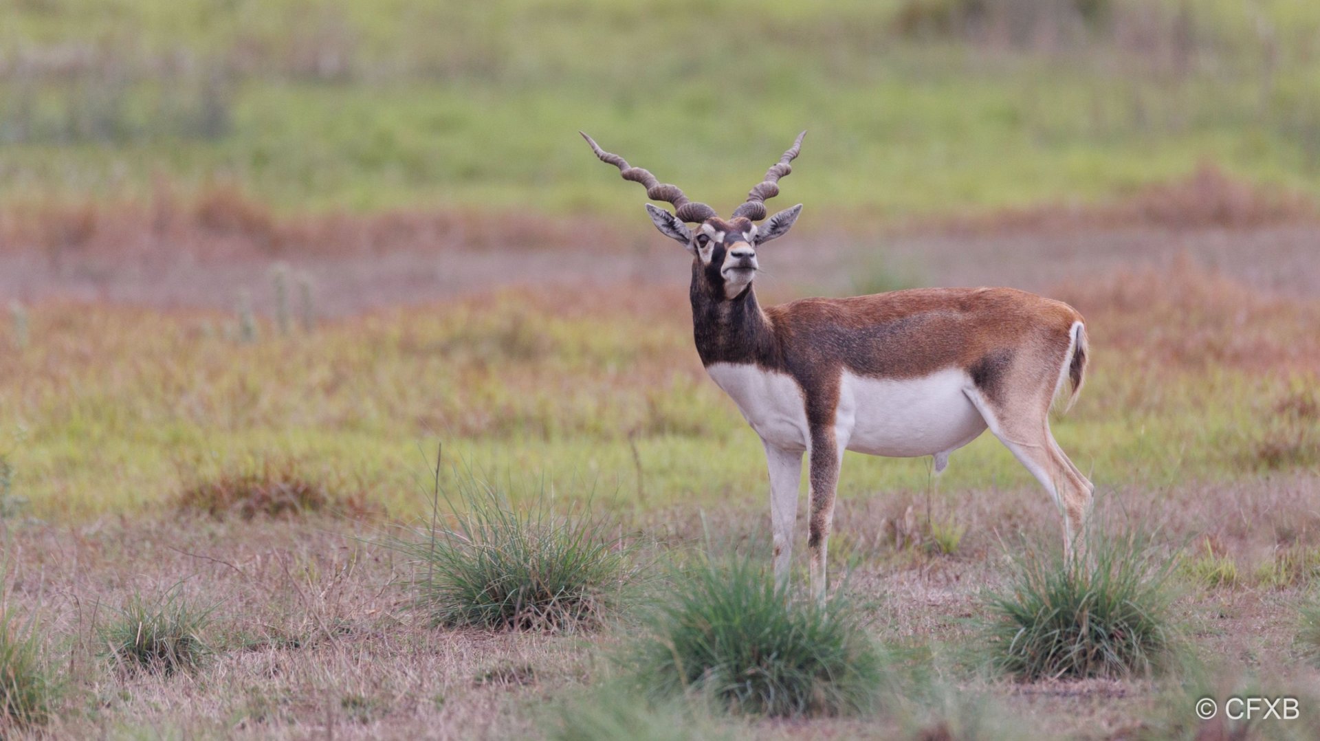 Black-buck in Khairapur reserve