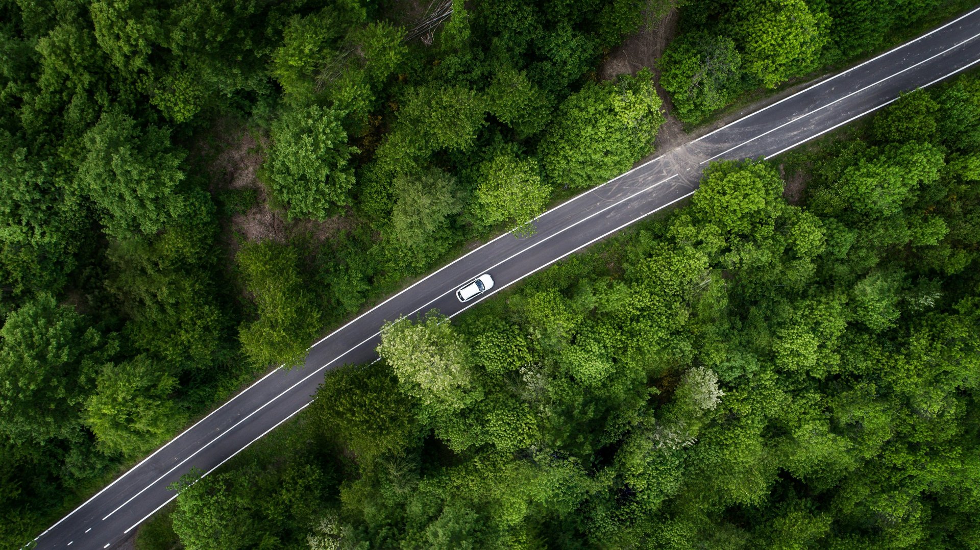 A road through the forest of chaos'