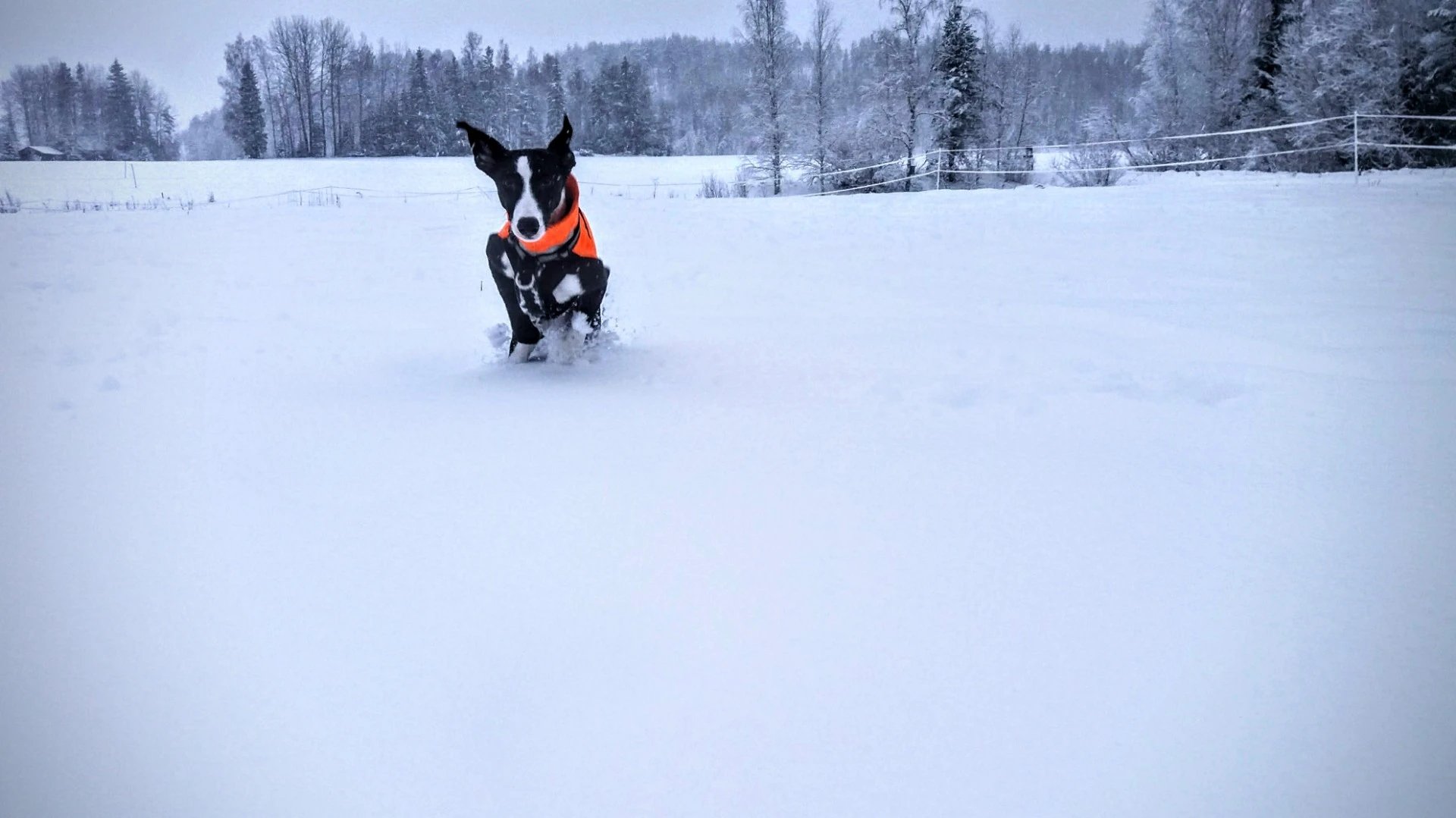 whippet pentutiedustelu yhteydenotto