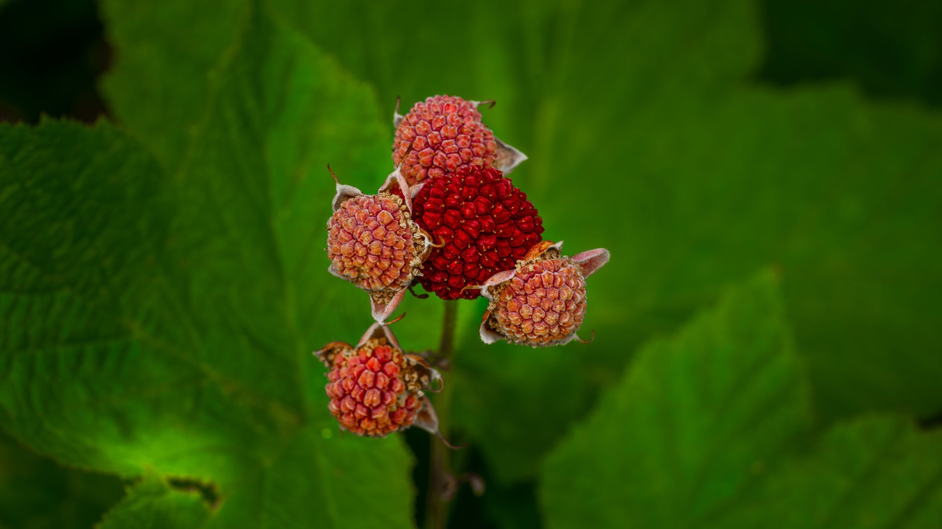 Cluster of red and ripening berries along the Crypt Lake Trail in Waterton Lakes National Park
