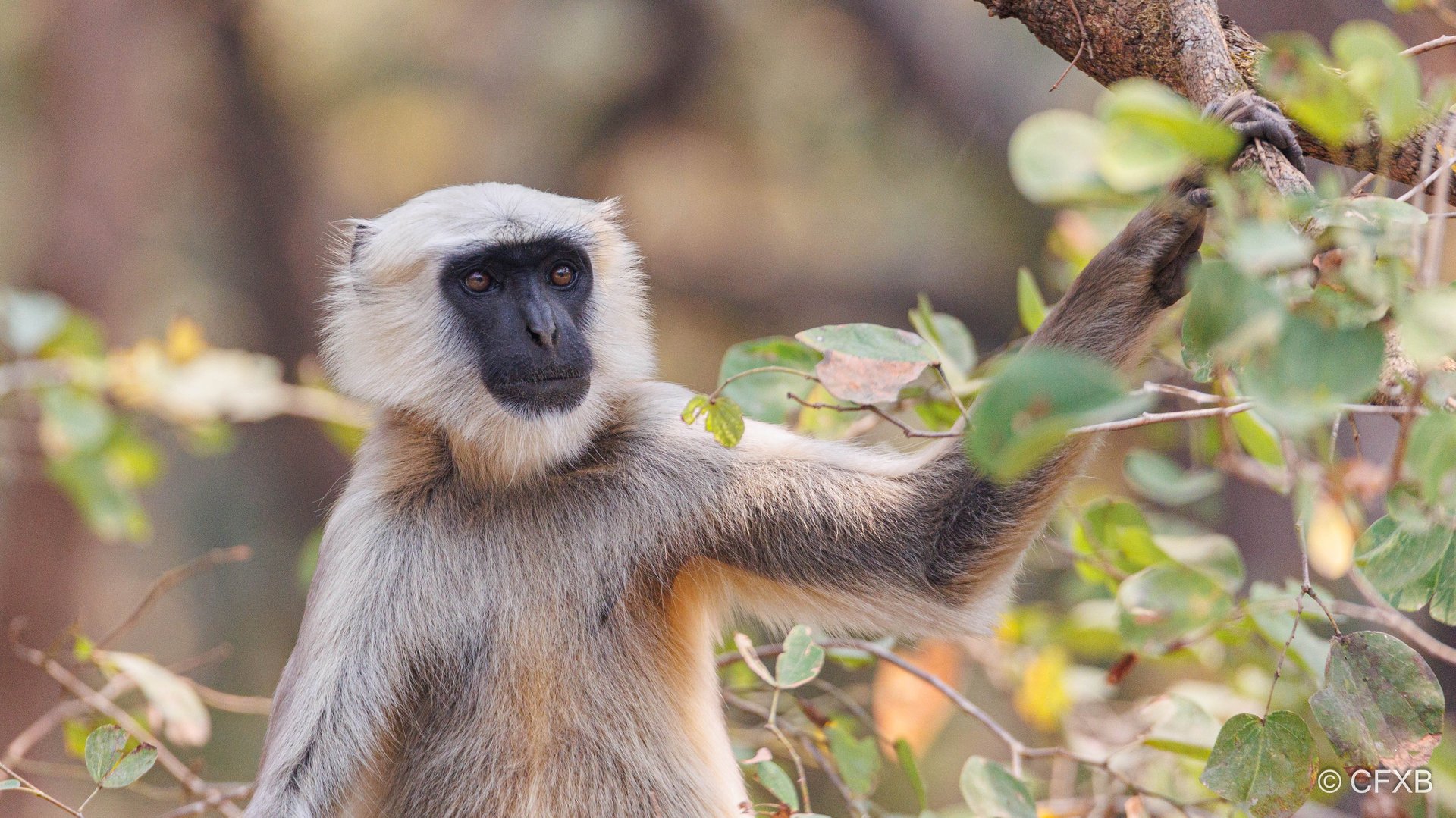 langur near mohana river
