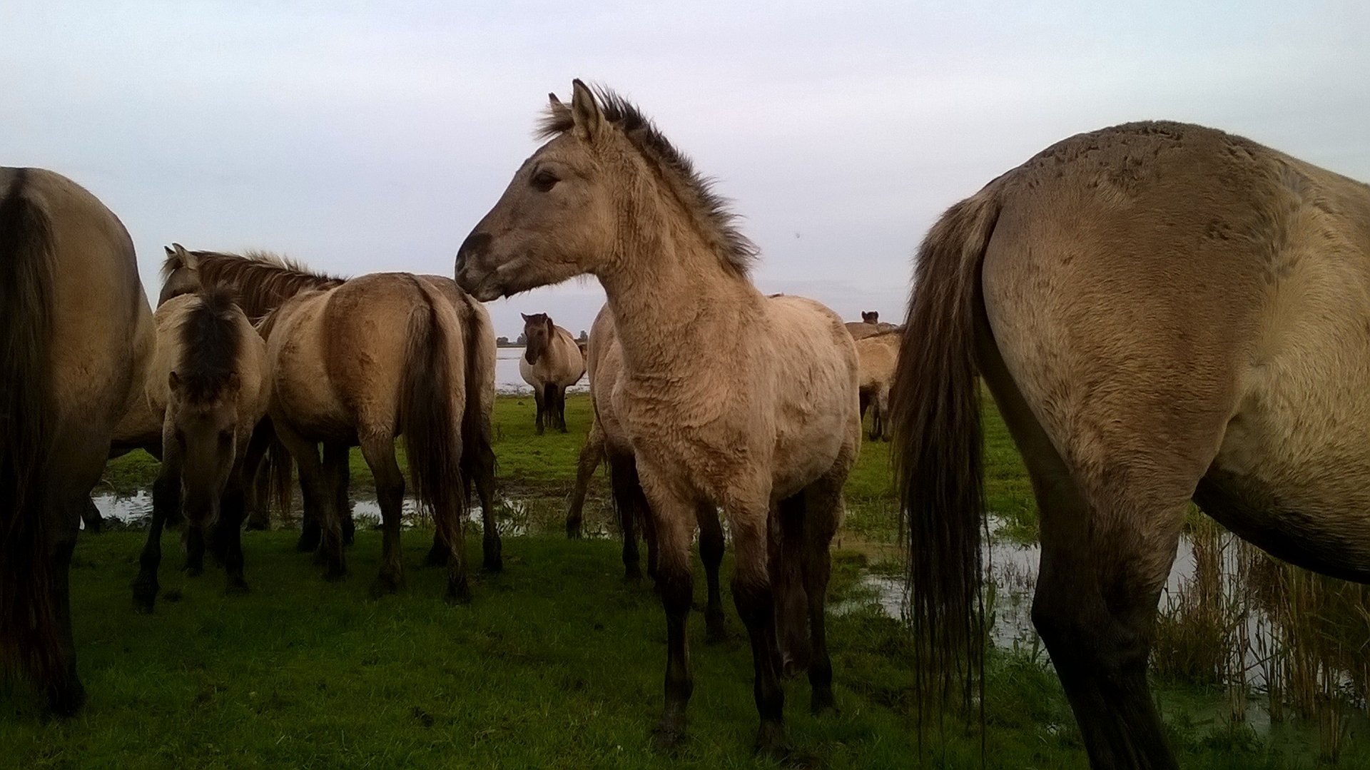 a group of horses standing in a field