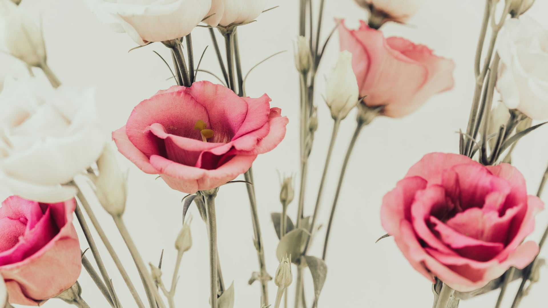 The Soft Reset guided audio collection for mothers to help create space and give permission to be.