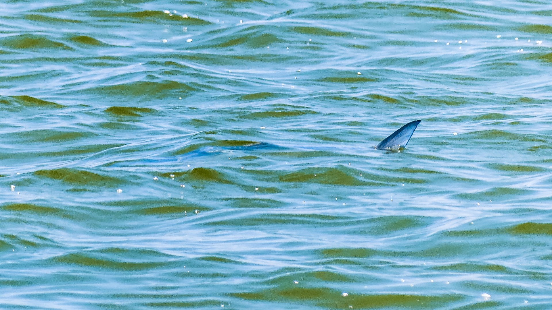Bluefish finning
