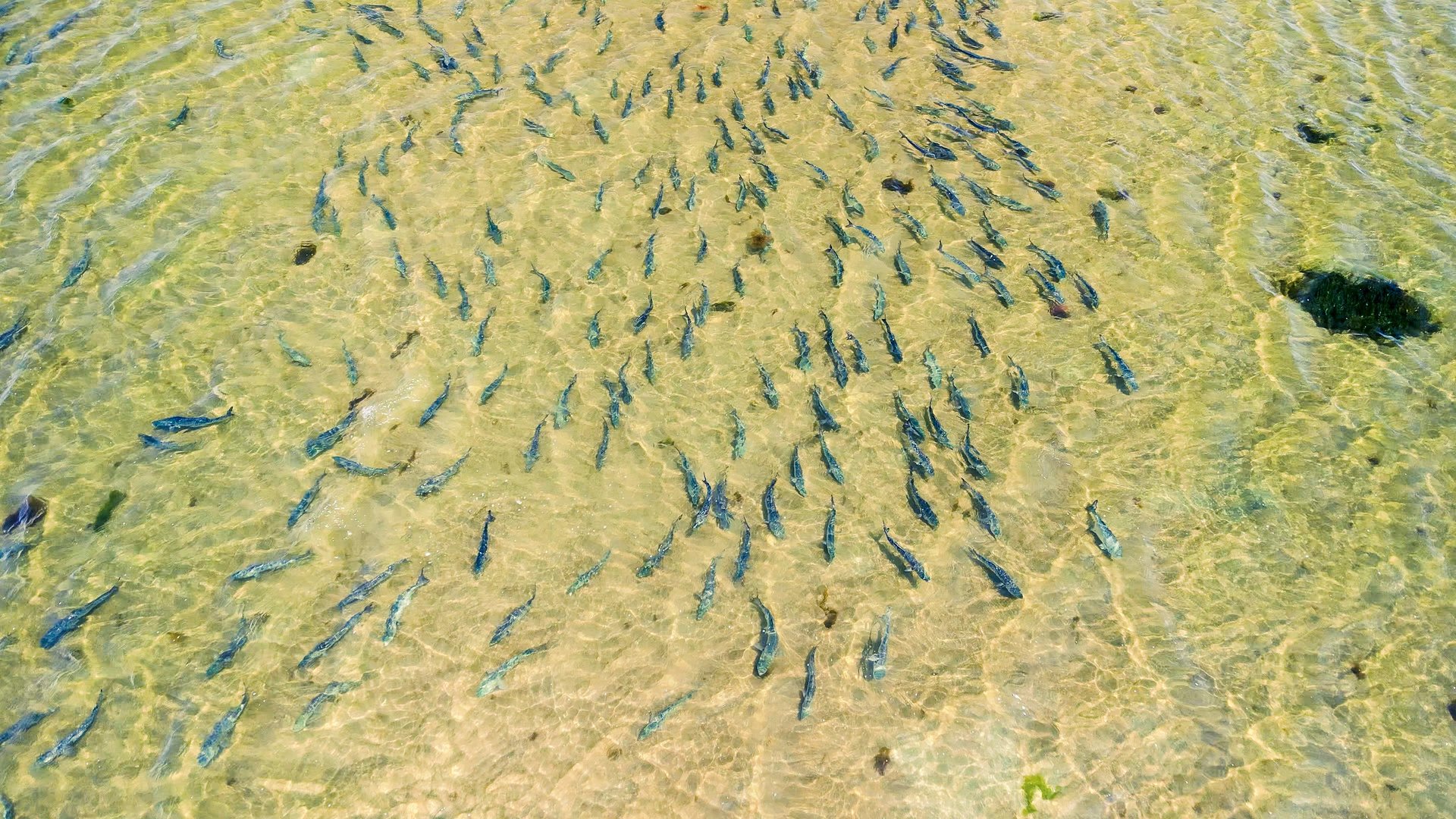 Bluefish flooded the flats
