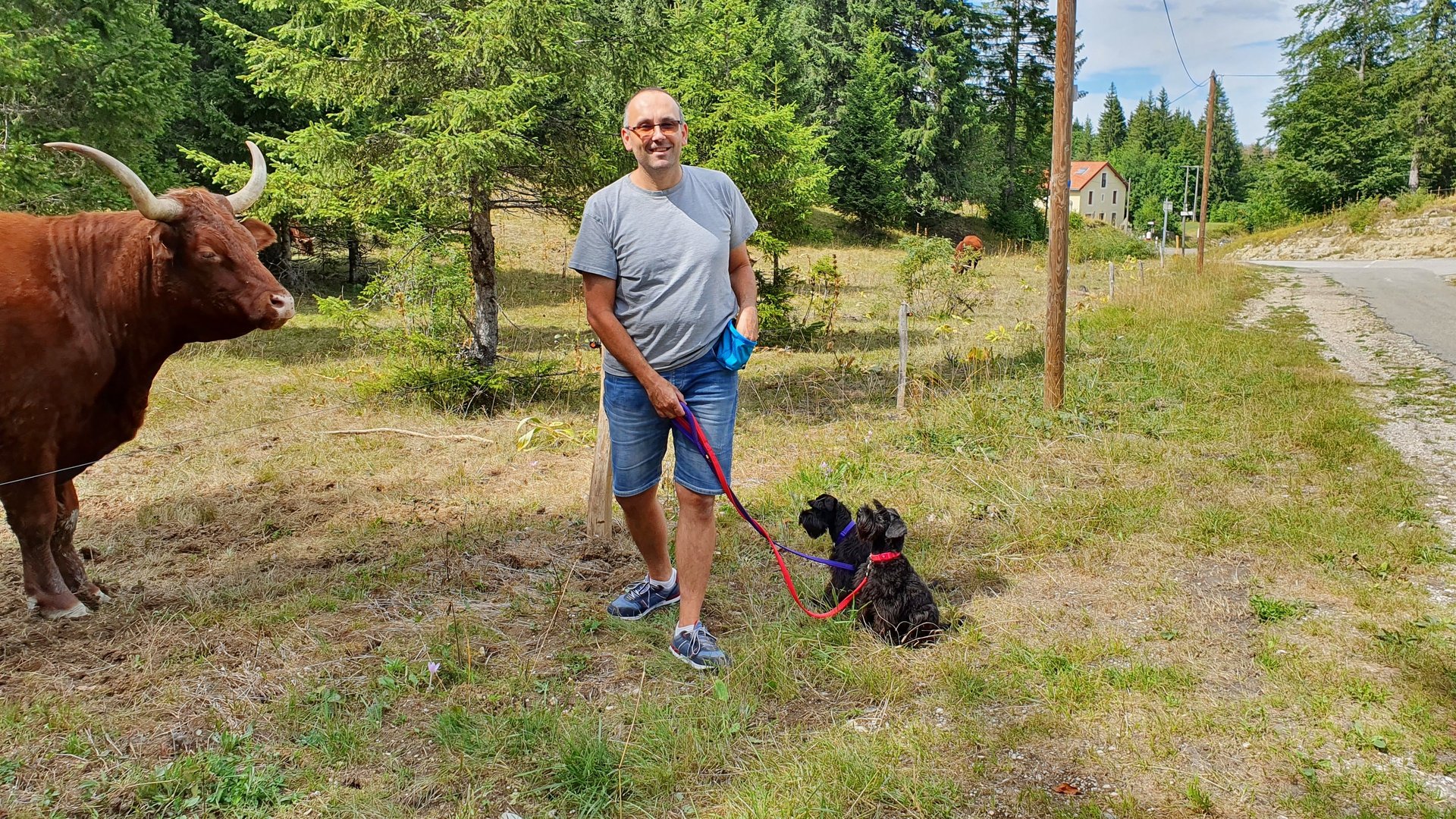 2 Schnauzers en promenade avec leur maitre