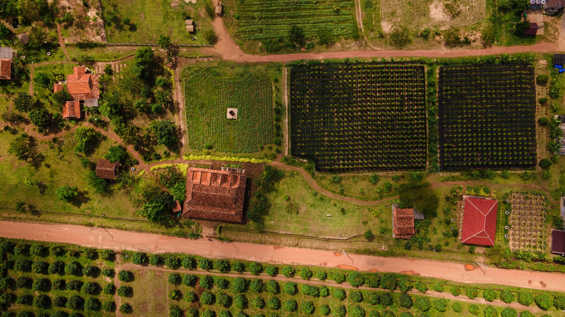 a farm with a lot of crops and a dirt road