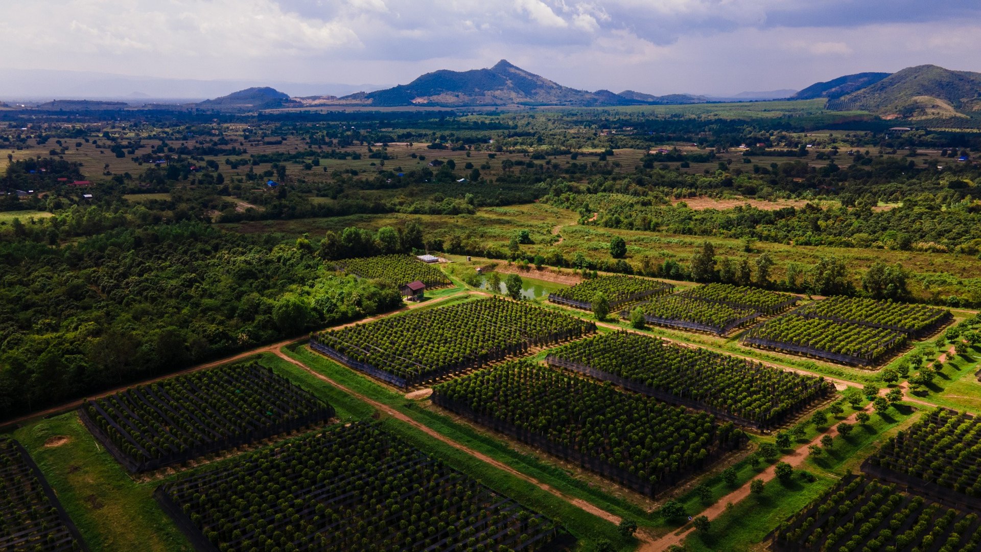a large field with a lot of trees and mountains in the background