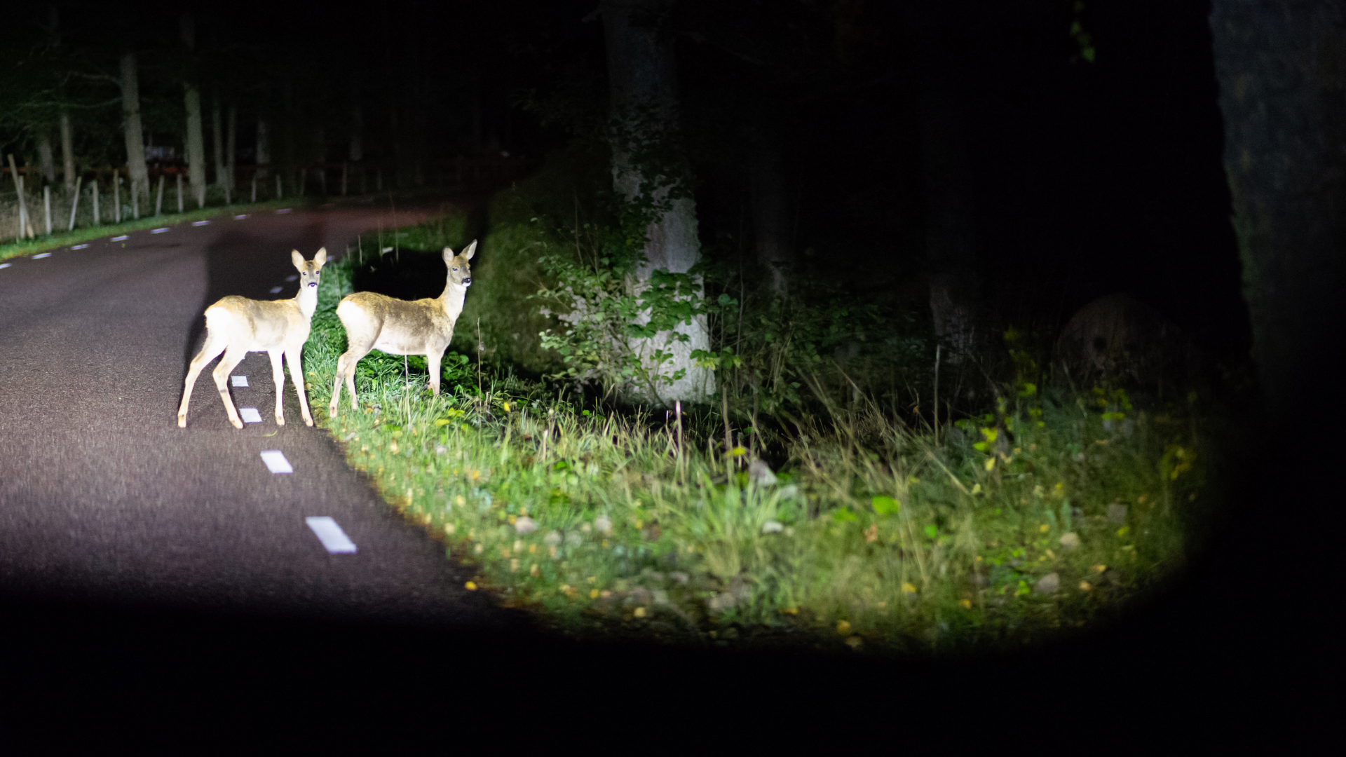 two deers are standing in the middle of a road