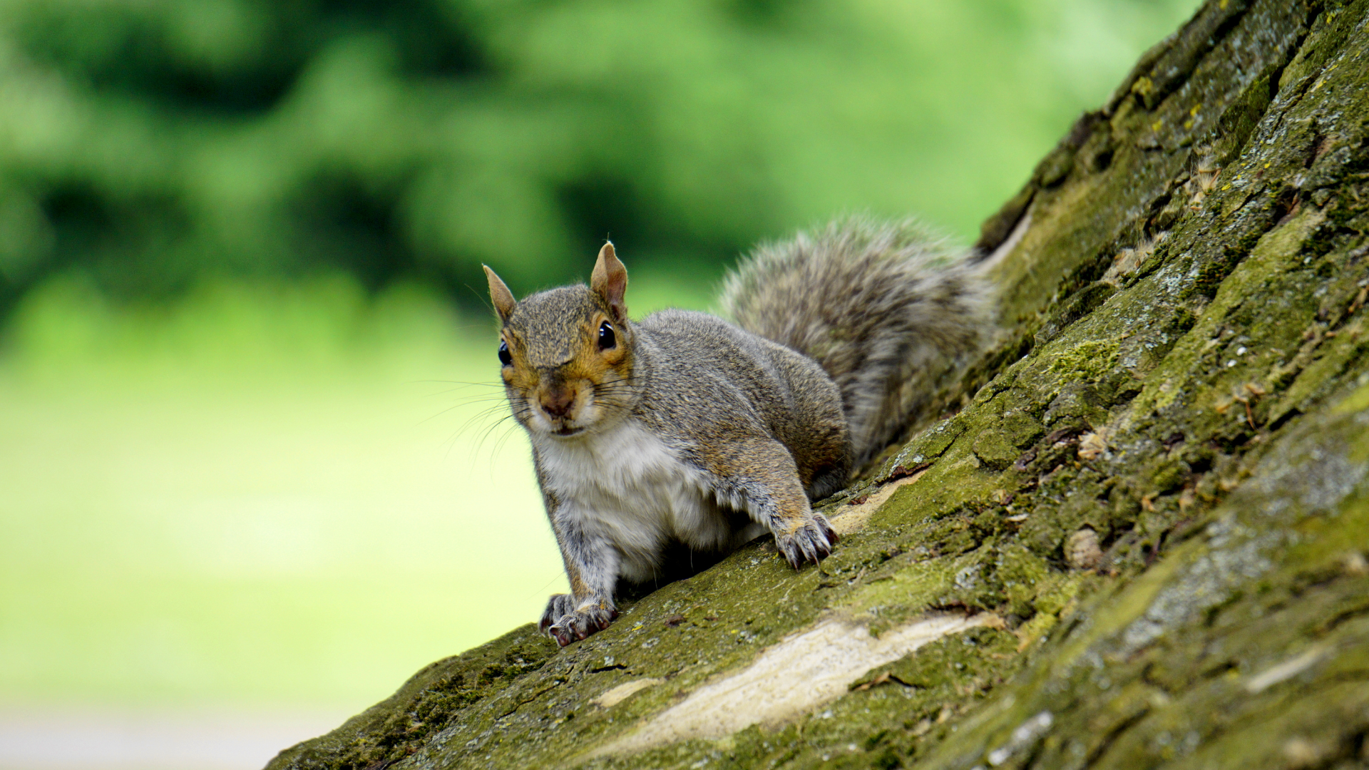 a squirrel is sitting on a tree trunk