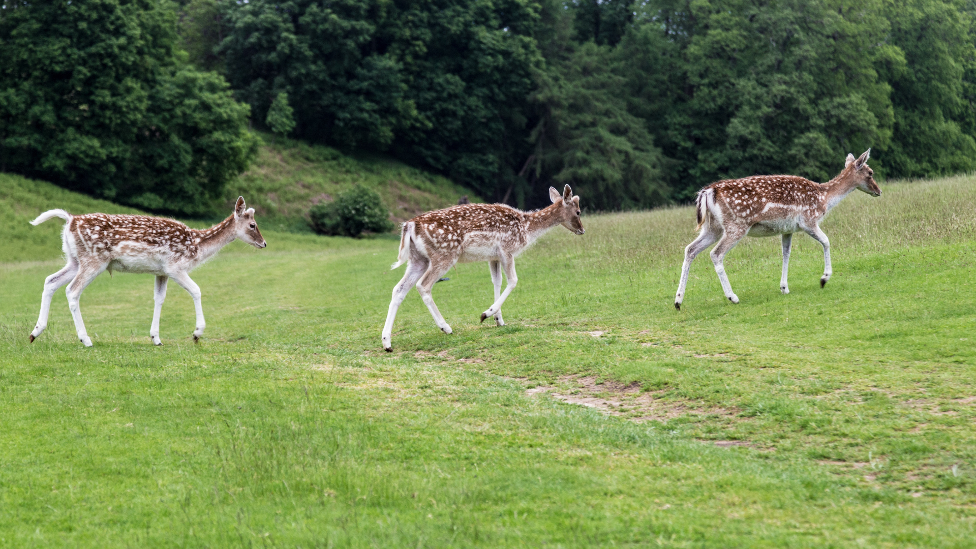 Fallow deer on grass