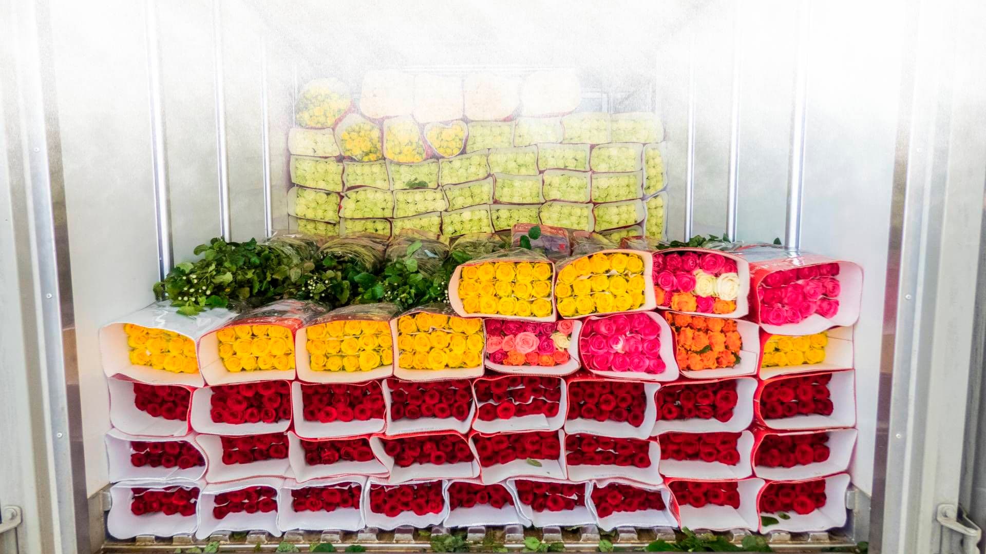 flores al por mayor pereira