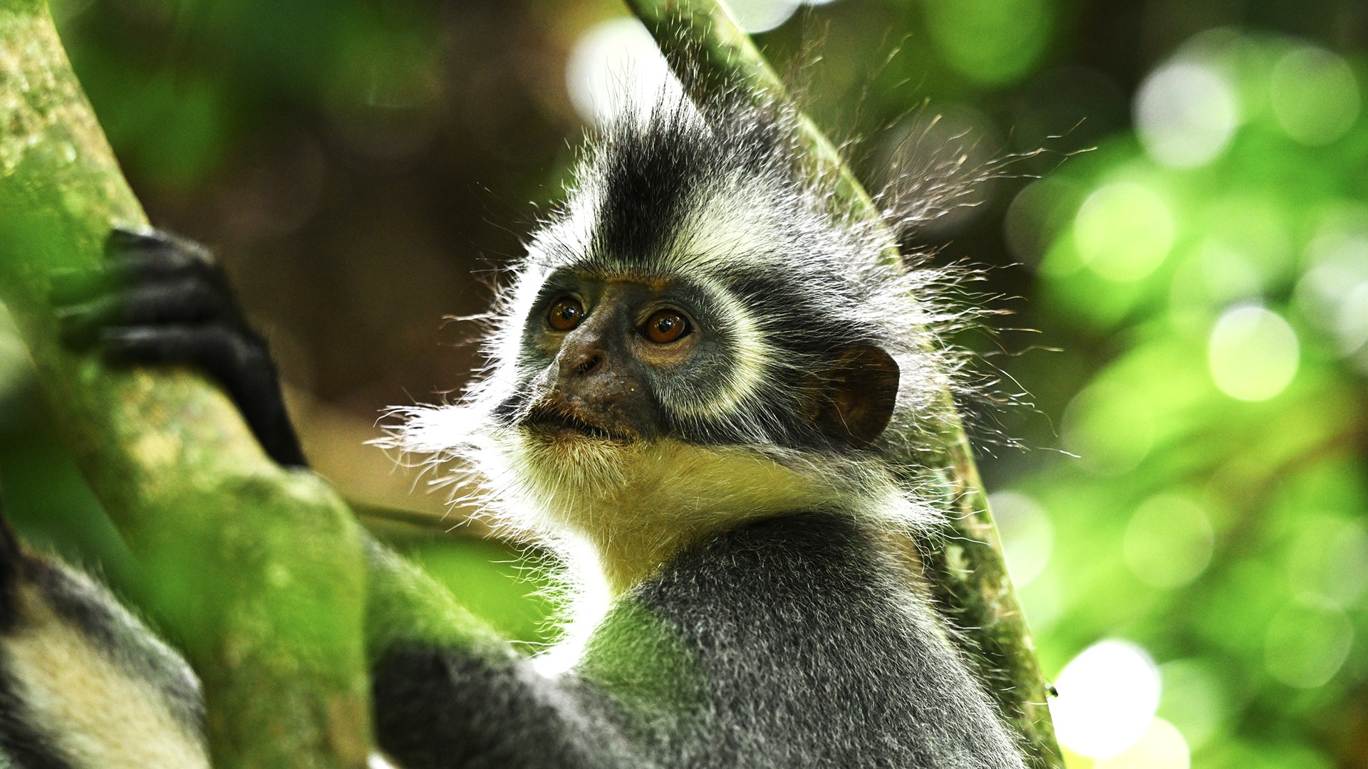 3 day jungle trek in bukit lawang