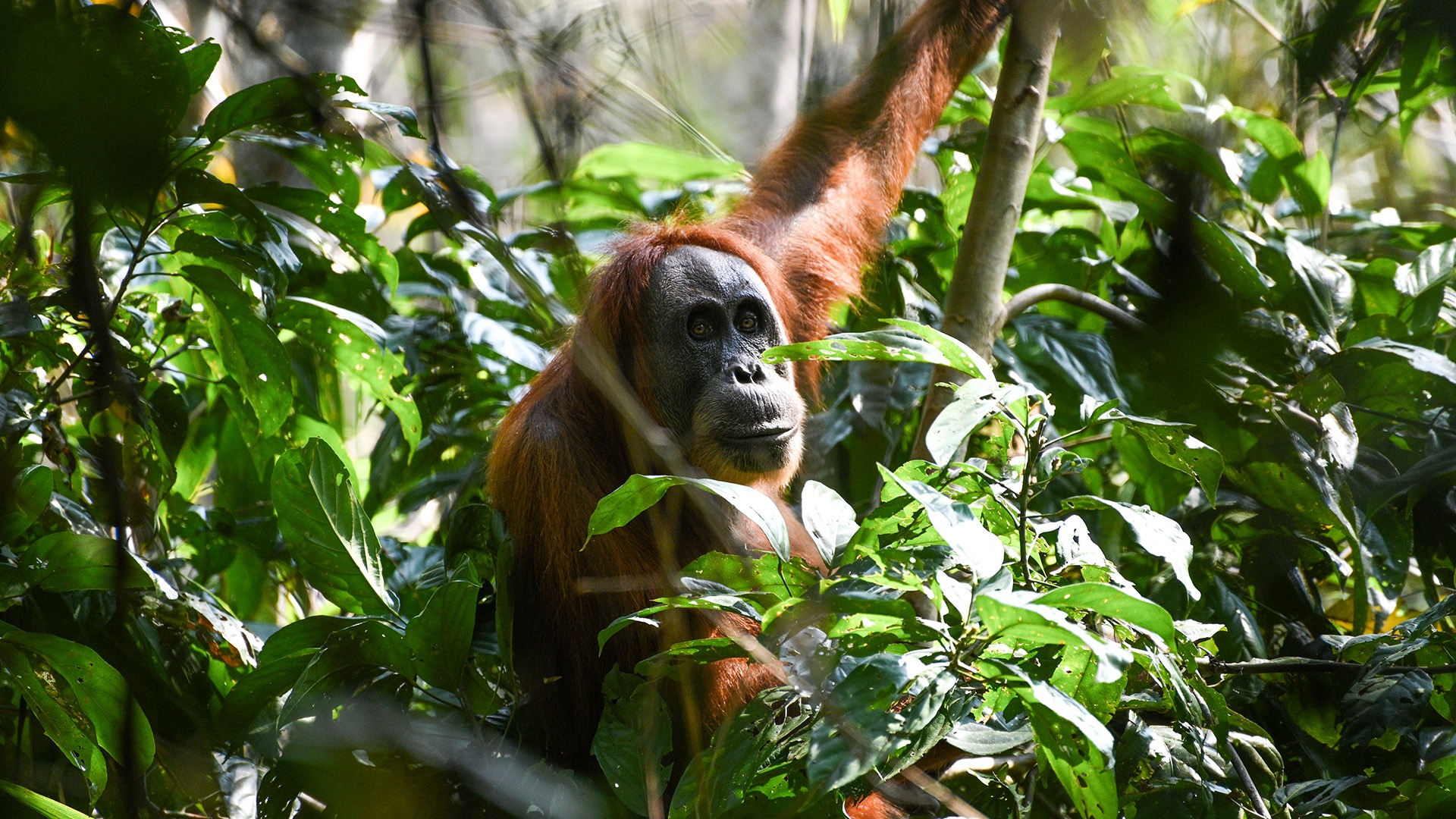 A wild orangutan with reddish-brown fur sits among lush green leaves in a tropical rainforest habitat.