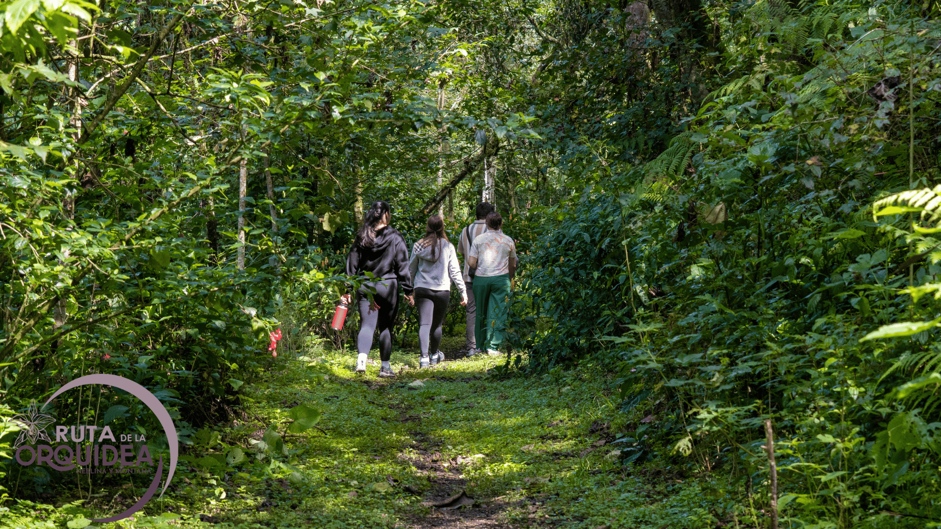 bosque de niebla en coatepec ruta de la orquidea