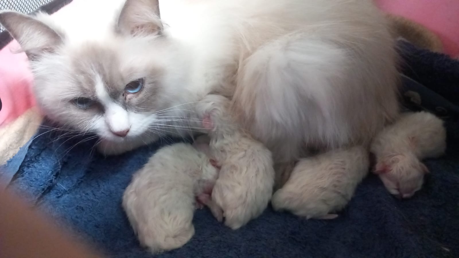 Femelle Ragdoll LOOF avec ses chatons à la Chatterie de Doucely en Normandie