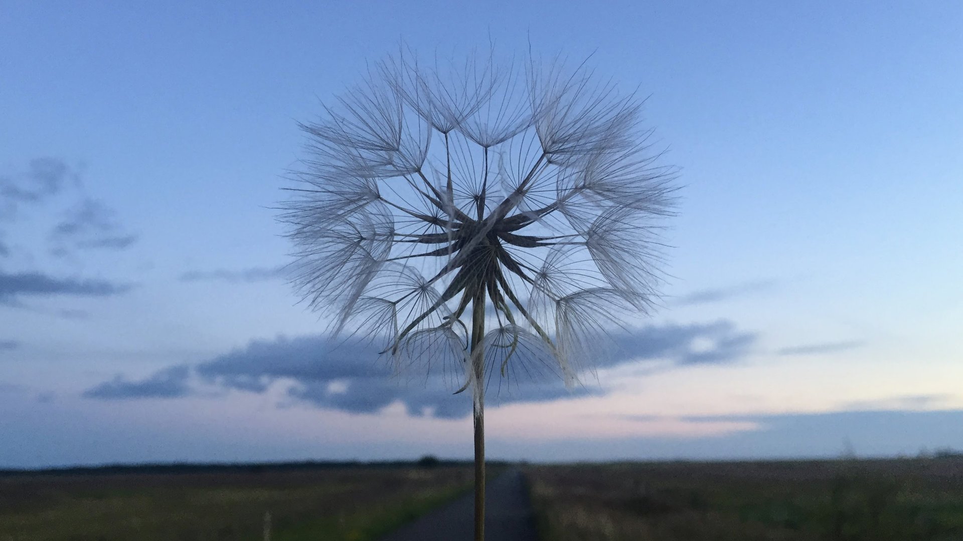 A delicate dandelion seed head against a twilight sky, symbolizing fragility and transformation.