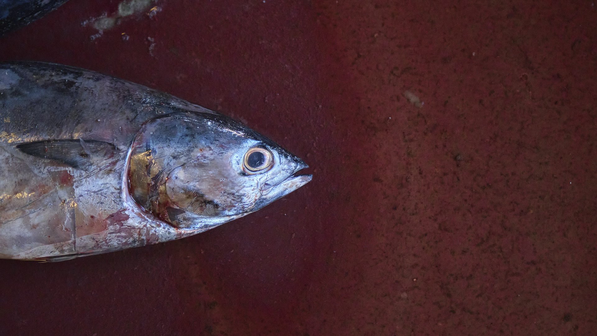 A fresh whole tuna fish head resting on a dark red surface at a seafood market.