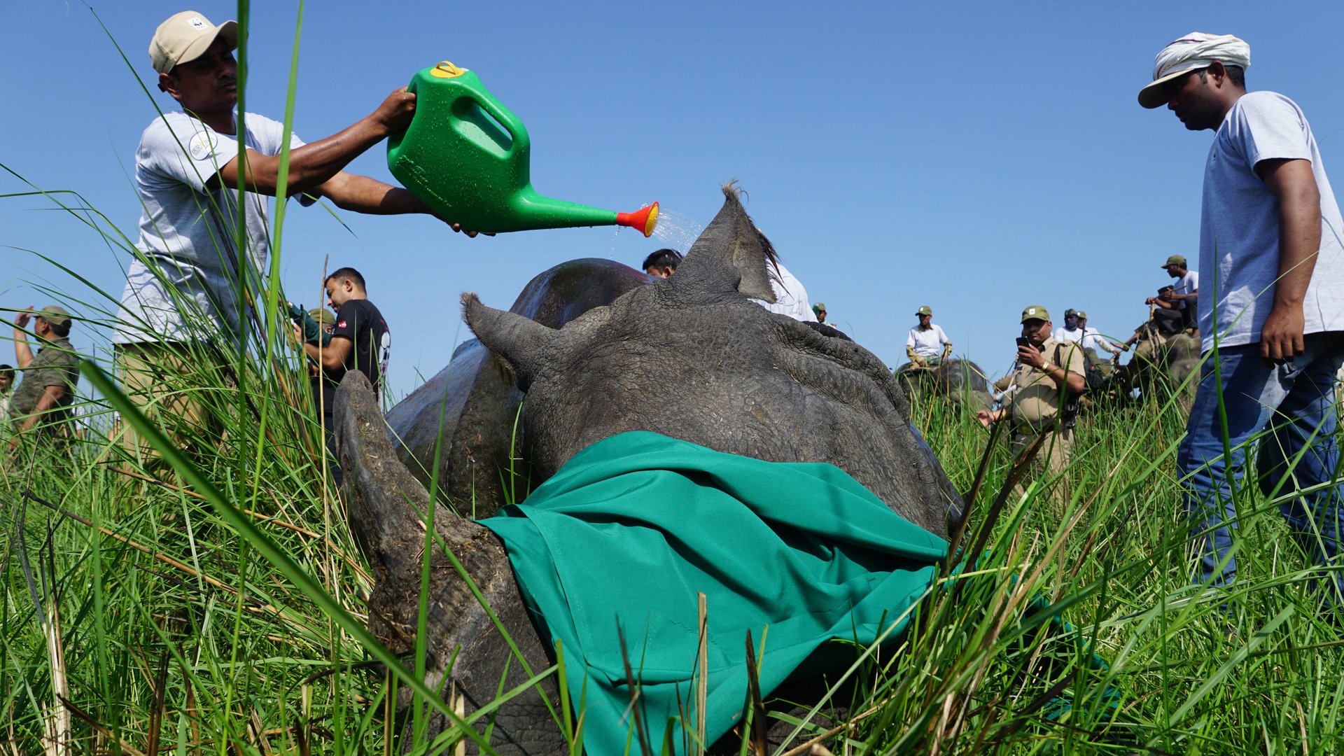 Wildlife officials cooling a tranquilized one-horned rhino with water during a translocation process.