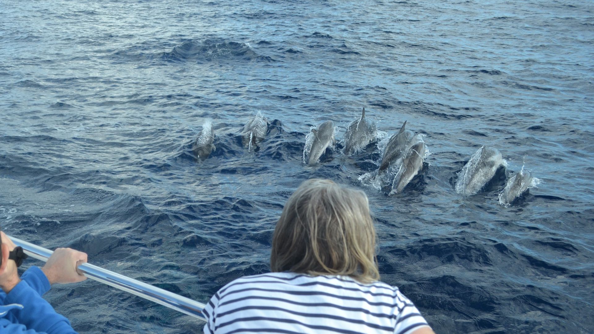Exciting dolphin sightings in Madeira with VIP Dolphins, showing a large pod of dolphins jumping in the wake of a tour boat.