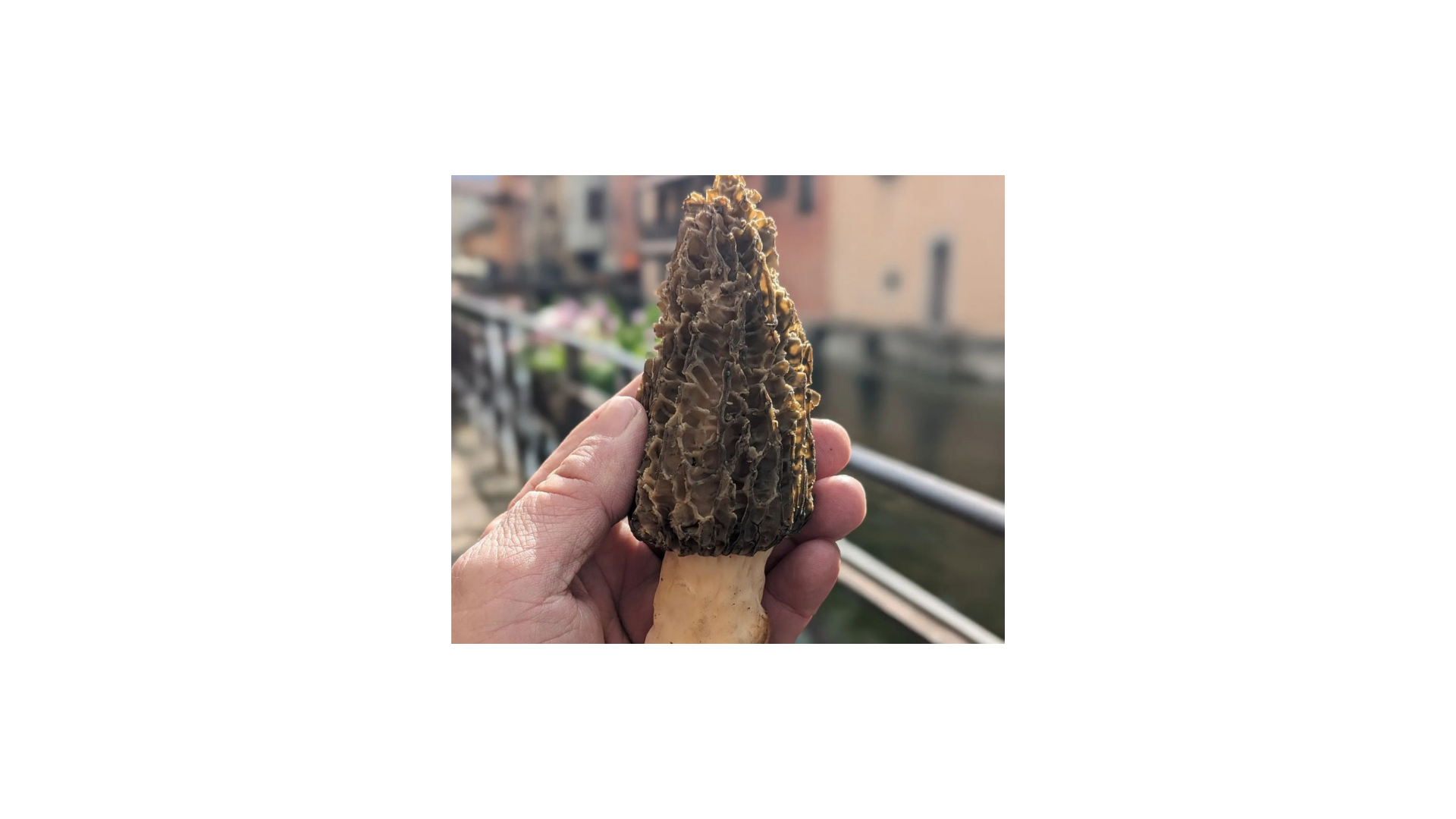 Une personne tient un champignon, c'est une belle morille.