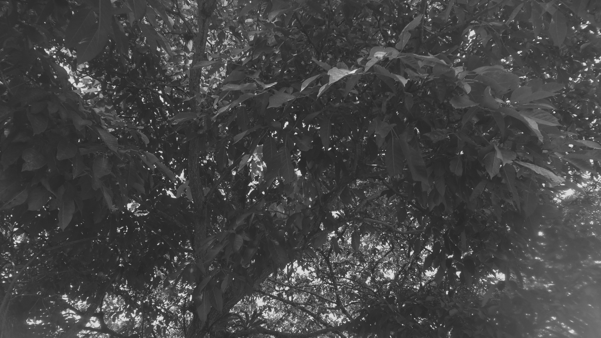 Textura de hojas en blanco y negro: Naturaleza y contraste visual.