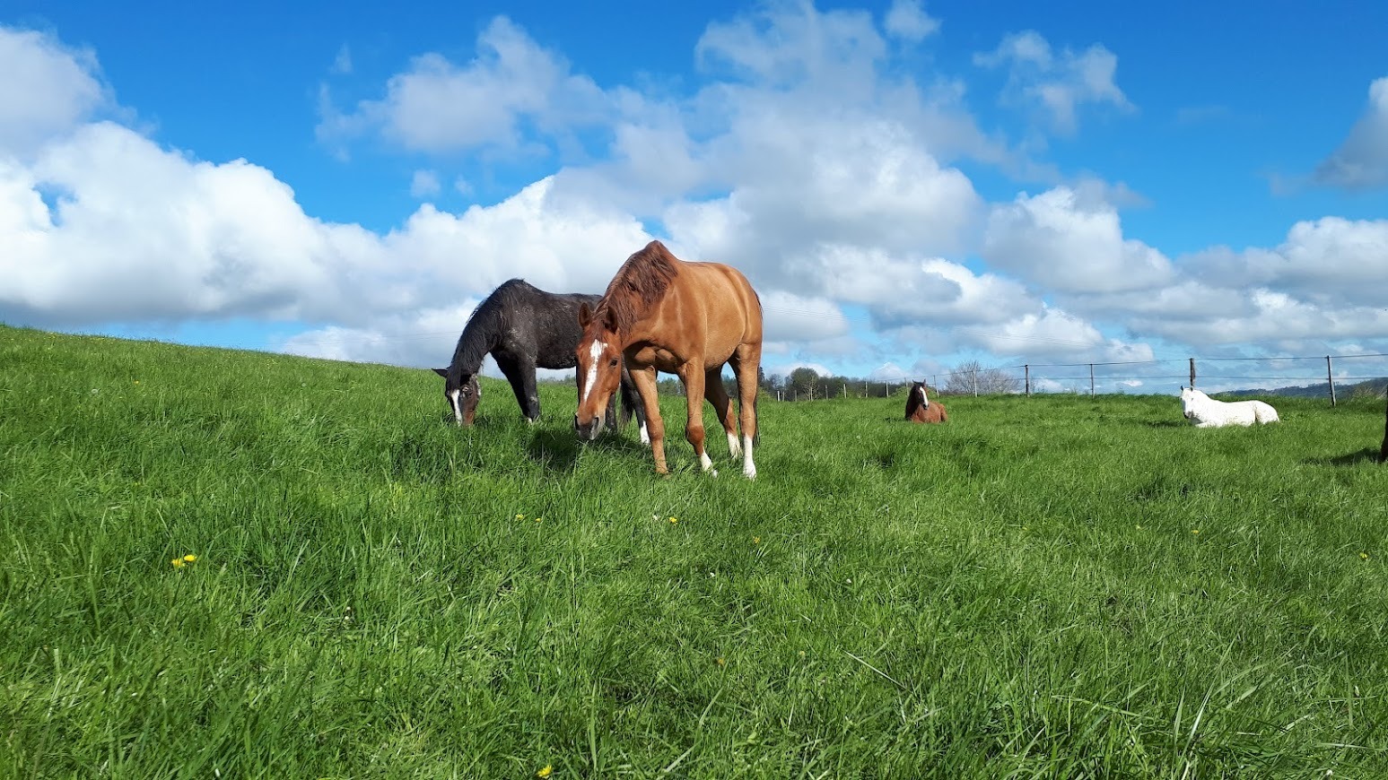 Nos chevaux pensionnaires du Manoir de Follemprise