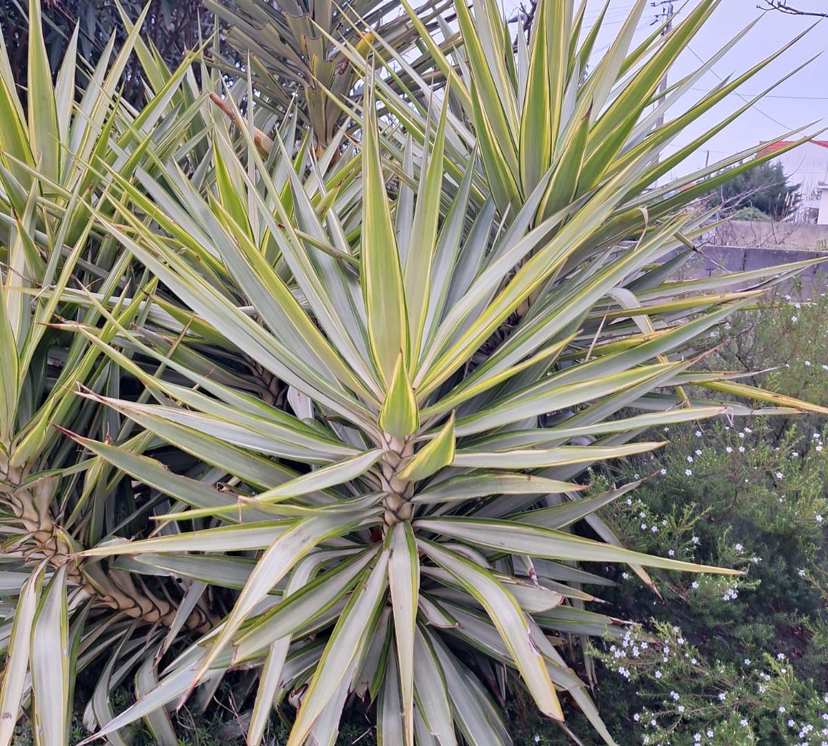 a Yucca plant with long leaves perfect for full sun