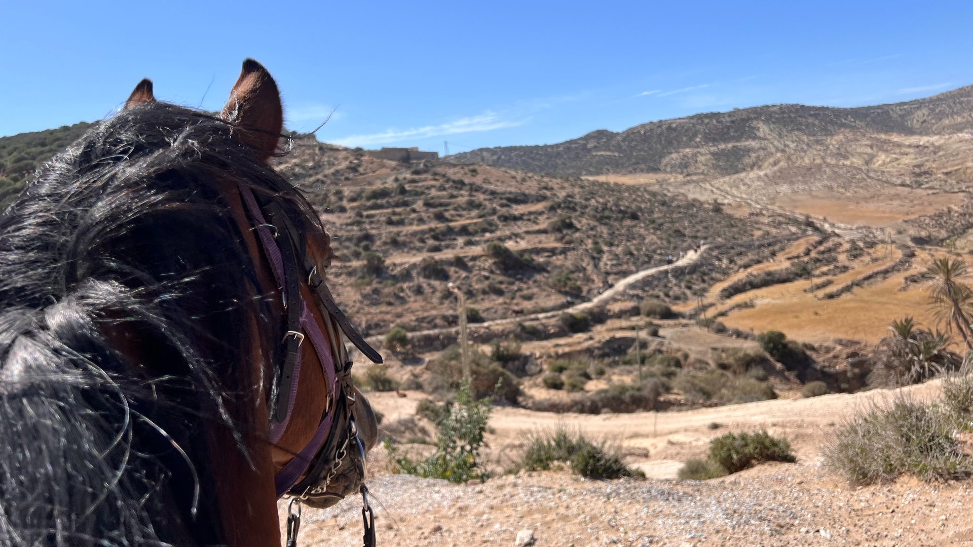 vue sur la vallée depuis le haut d'une petite montagne avec la tête d'un cheval