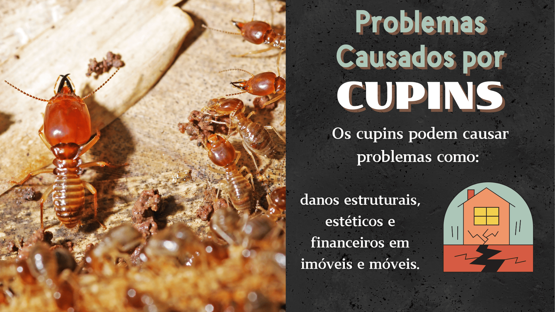 painel sobre cupins
