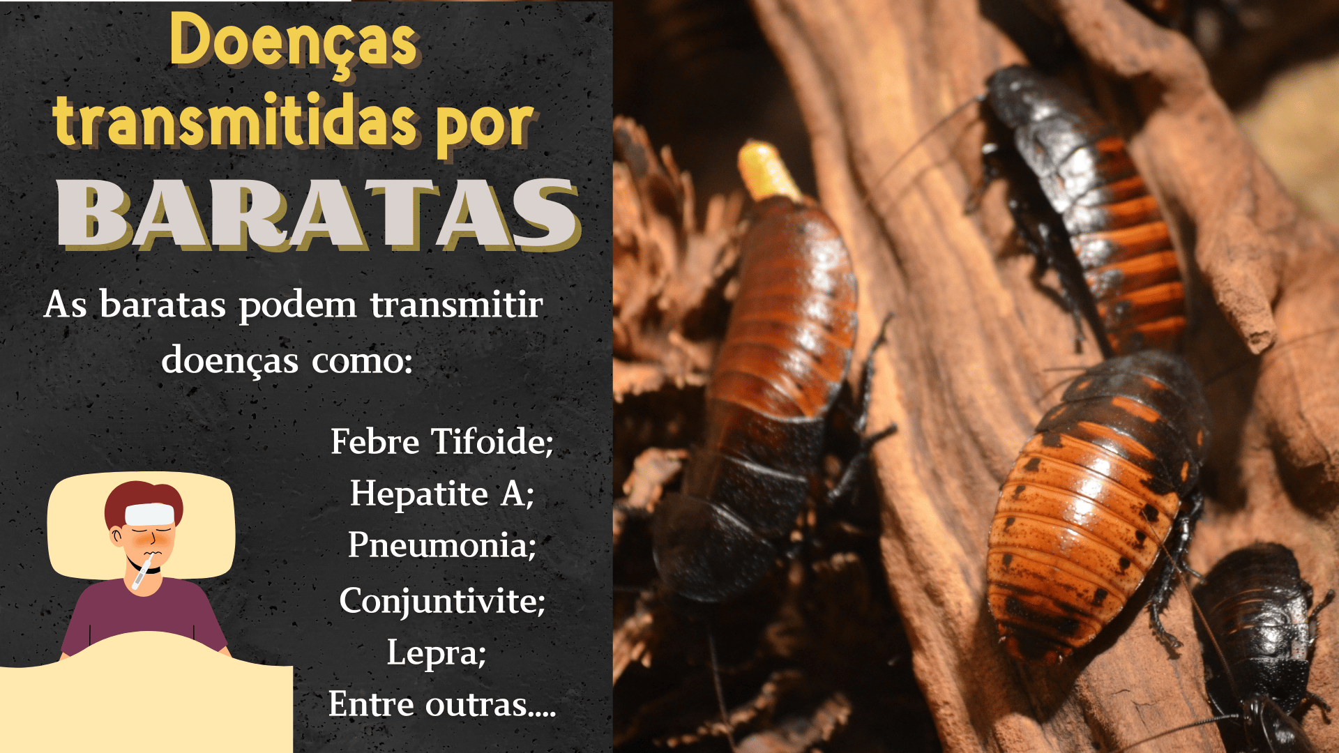 controle de baratas