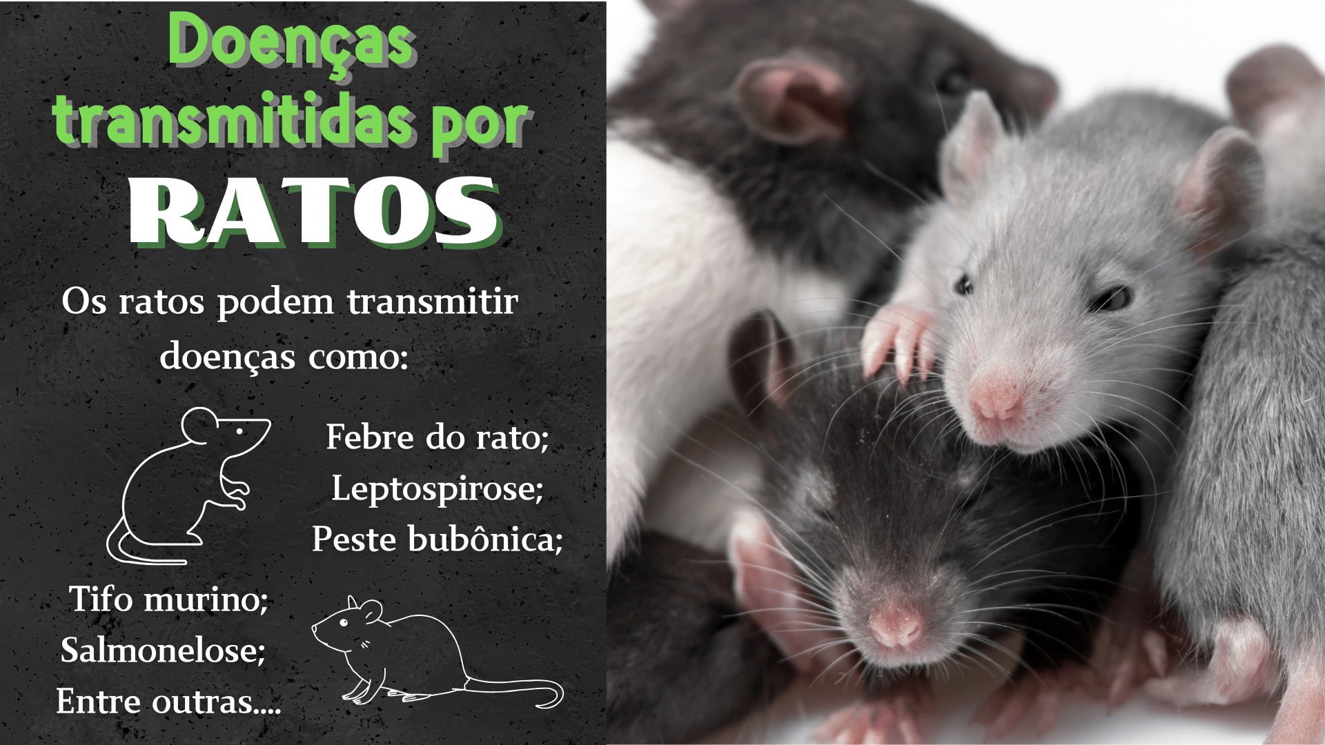 slides informativo para controle de ratos