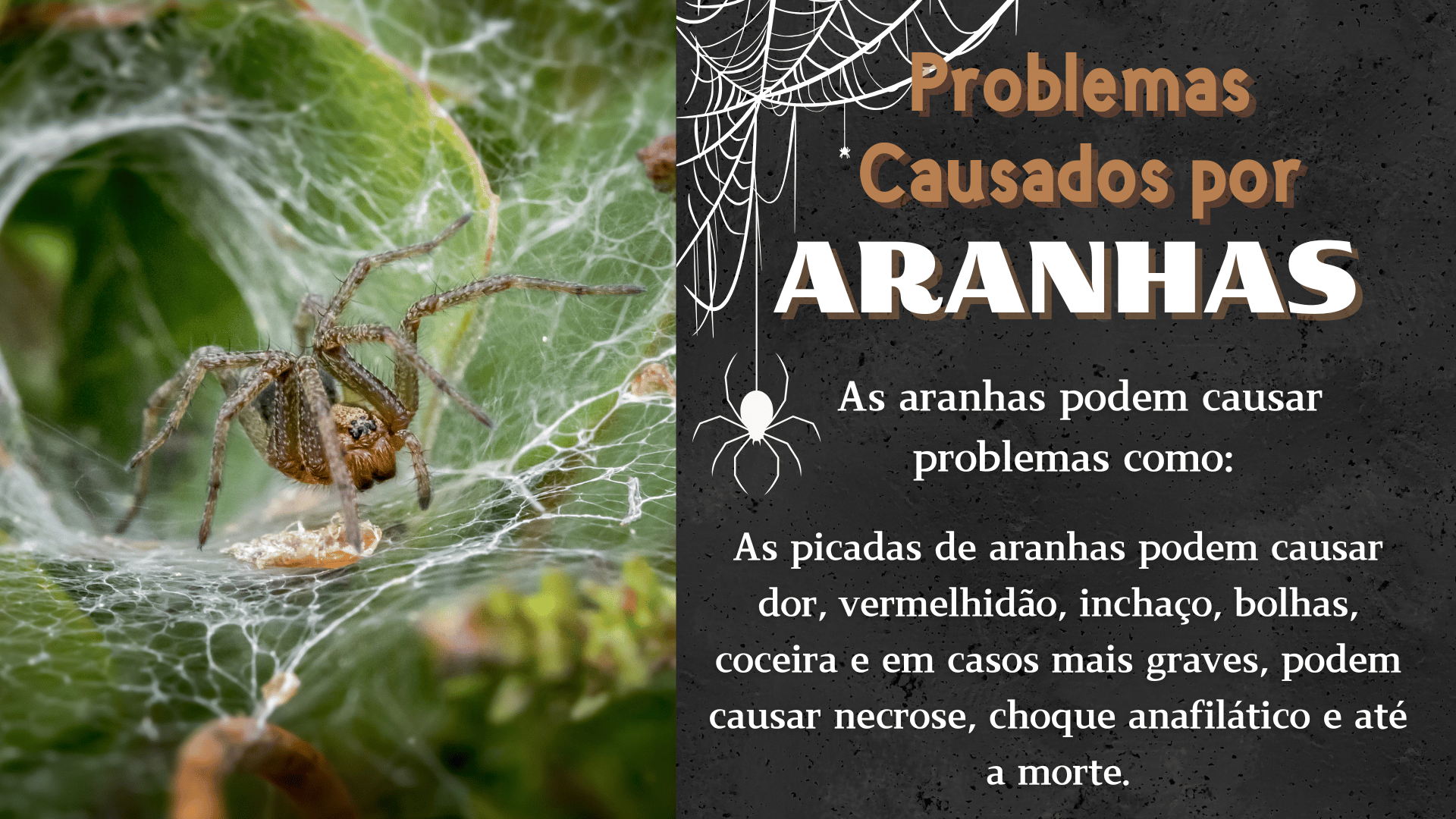 controle de pragas aranhas