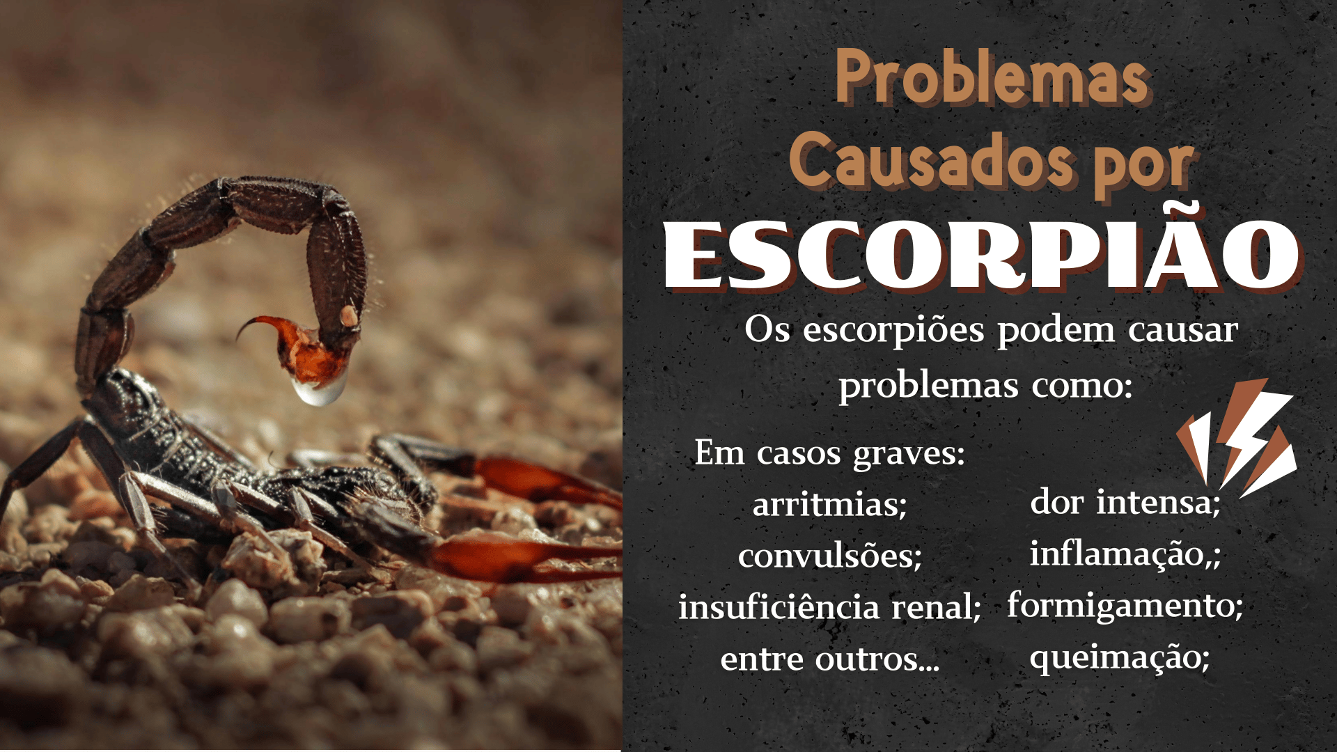 controle de pragas contra escorpiões