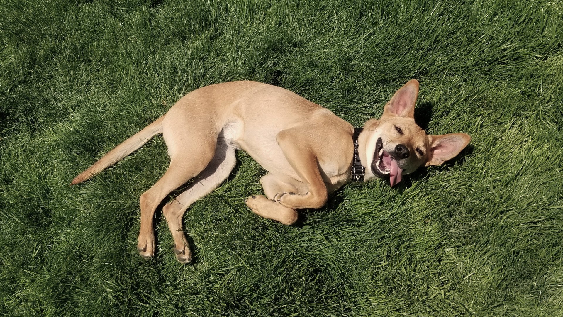 A photo of the editor's light brown, short-haired dog playing in green grass with a big dog smile.