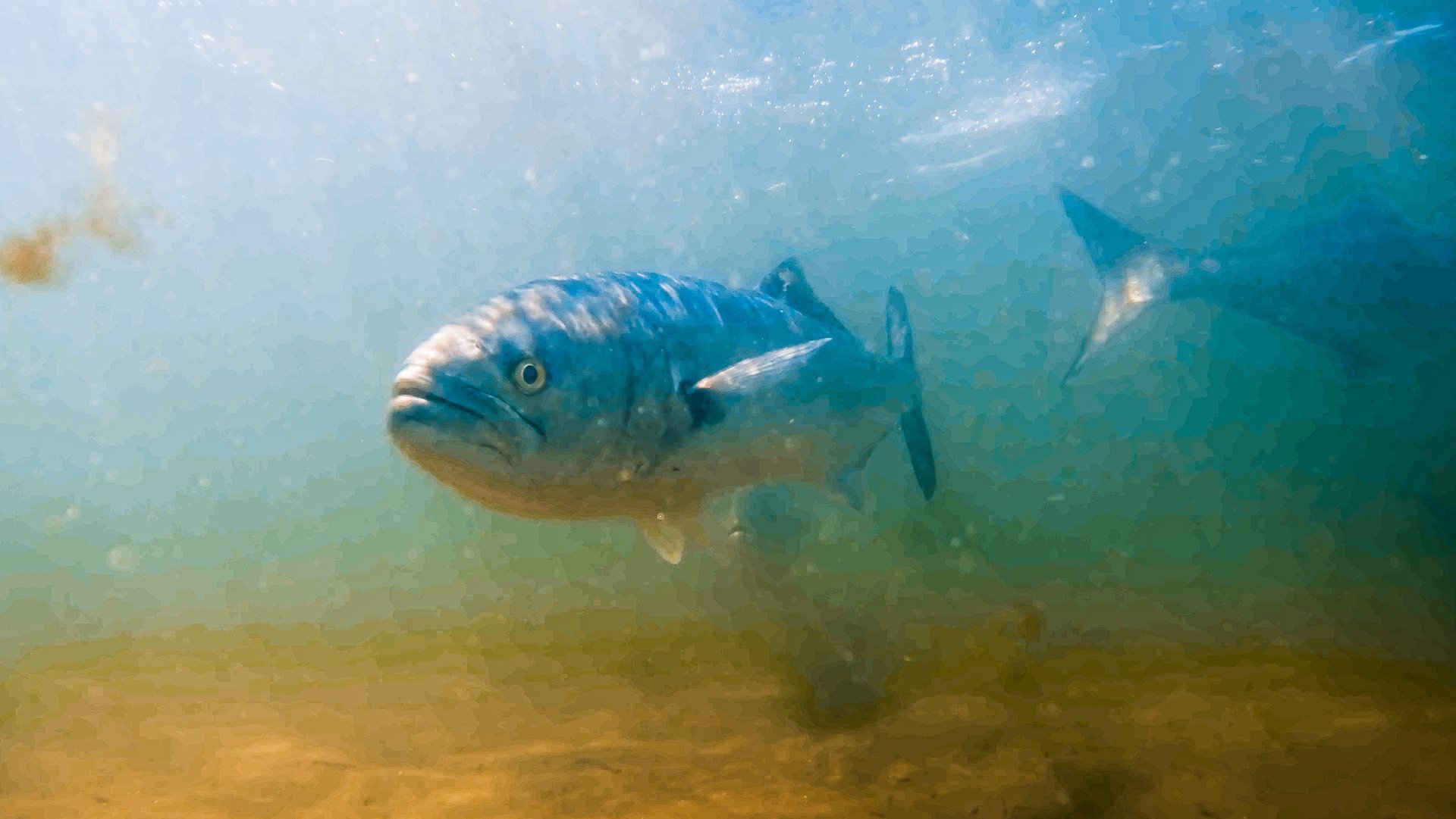 Bluefish on the flats, Long Island New York