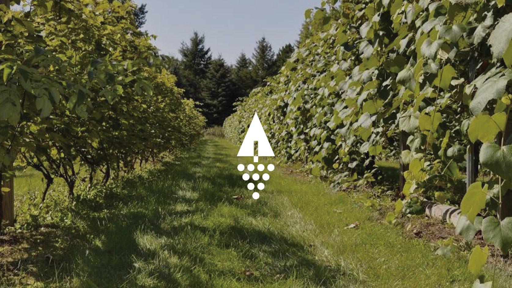 Vineyard logomark design for a minnesota native winery