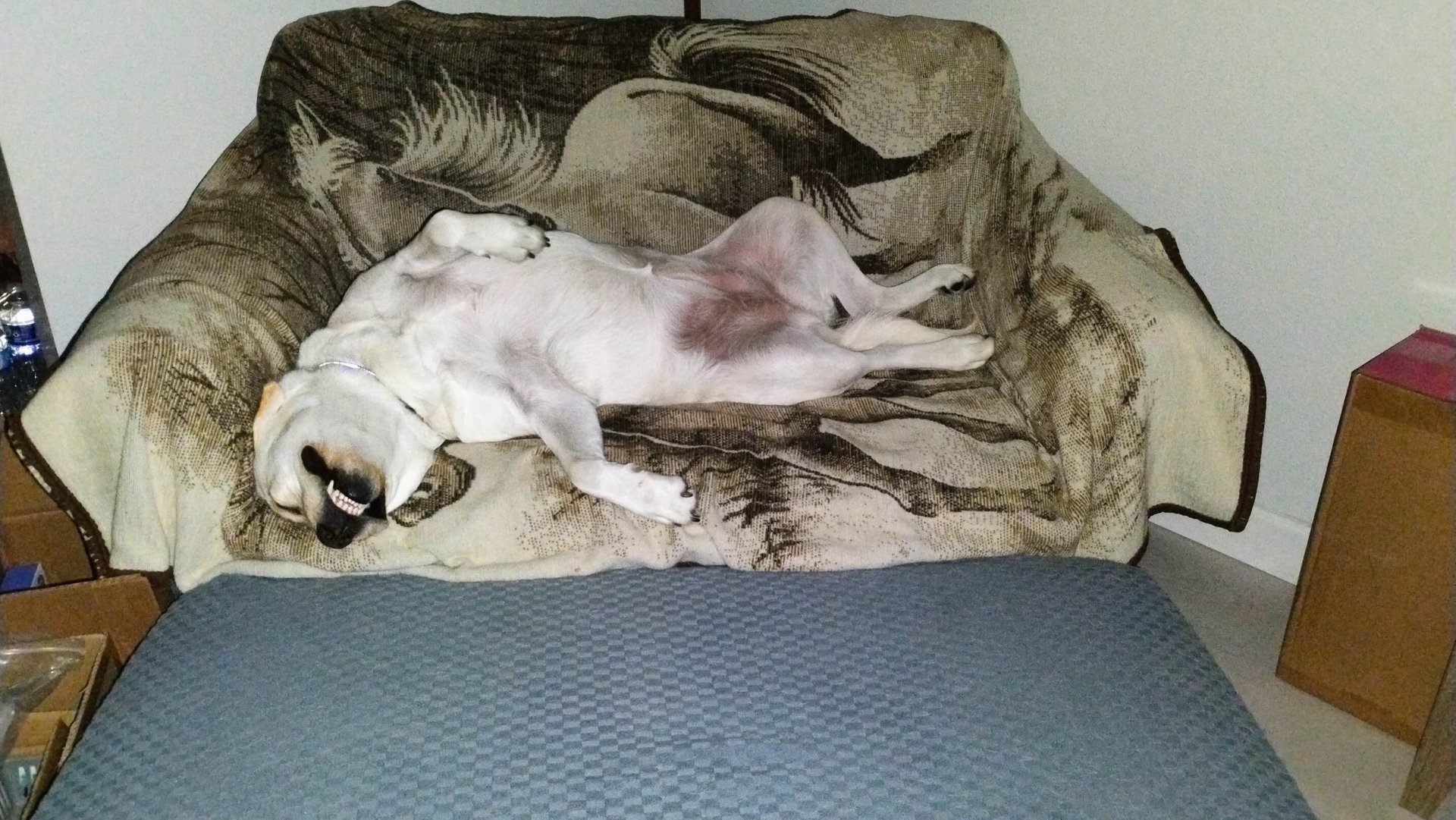 Loni the yellow lab showing her belly